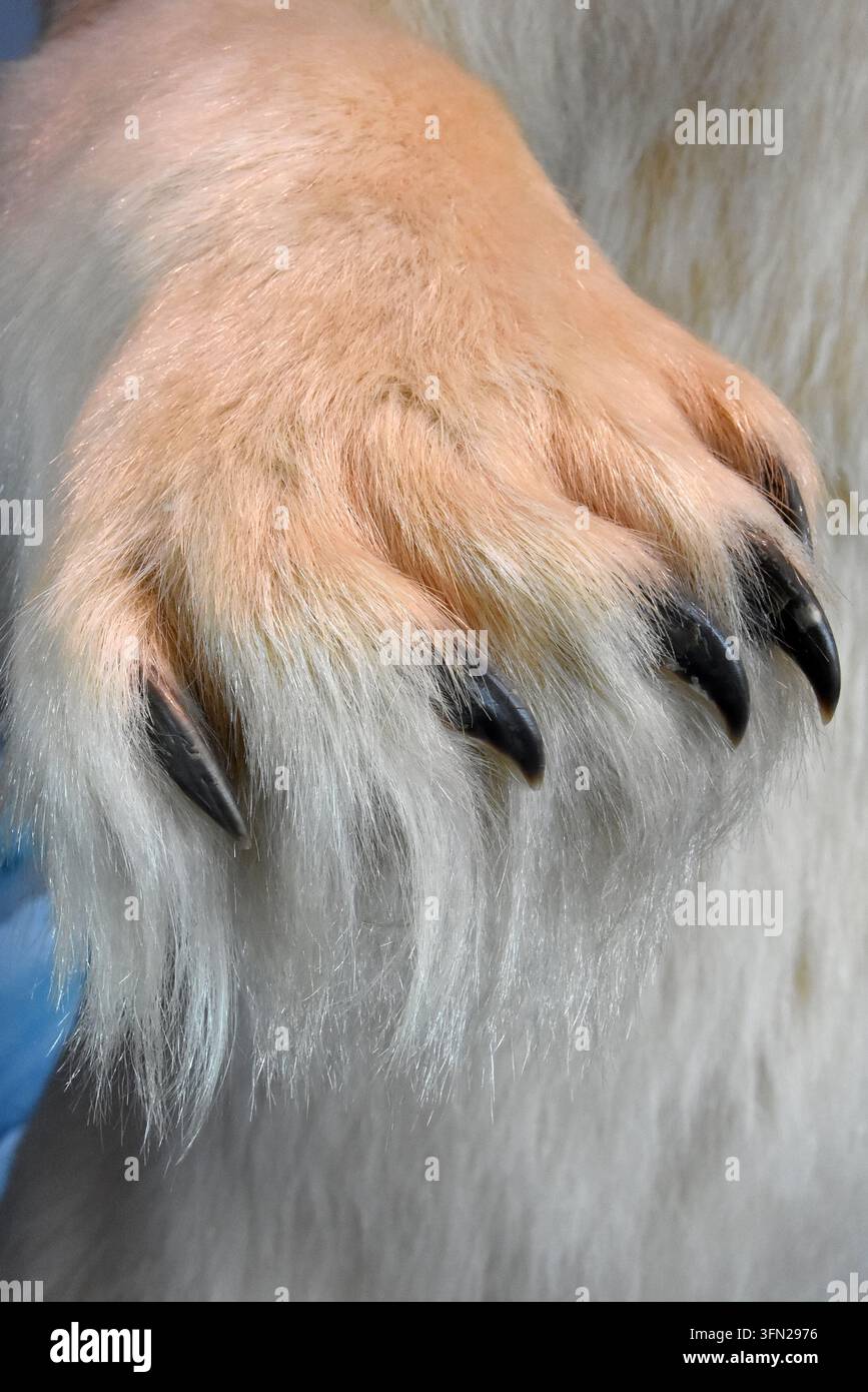 Ours polaire pow et griffes, gros plan Banque D'Images