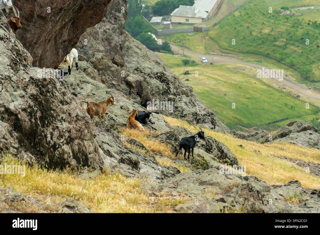 Chèvres domestiques se reposant sur une pente rocheuse en Ouzbékistan en mai Banque D'Images