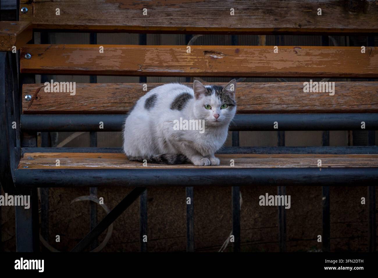 Chat géorgien errant avec une fourrure blanche et des taches brunes assis sur un banc et regardant directement l'appareil photo en plein air. Banque D'Images
