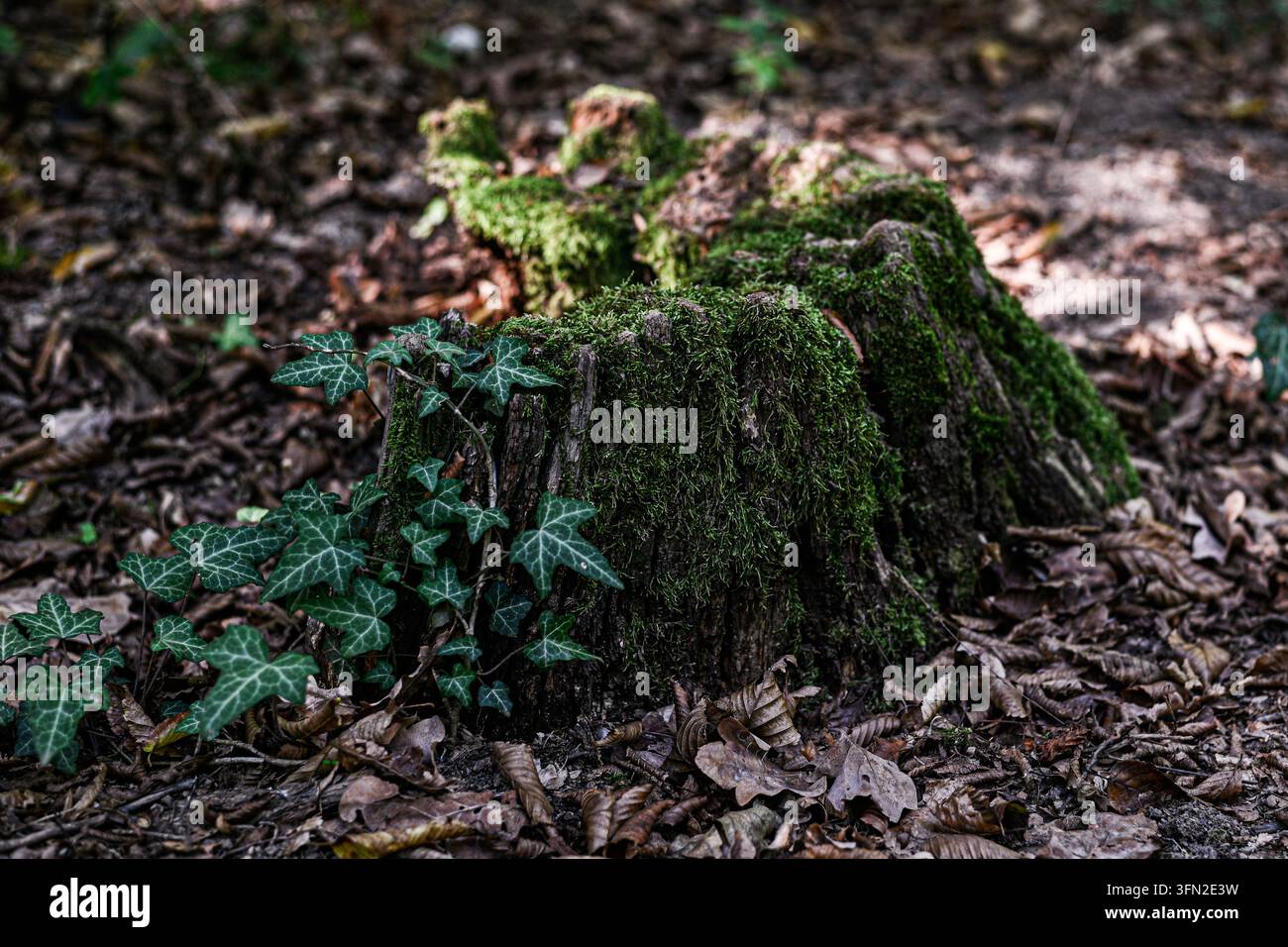 Une prise de vue en contre-plongé montre une souche recouverte de mousse avec une vigne de lierre rampant sur un fond flou de sol forestier. Banque D'Images