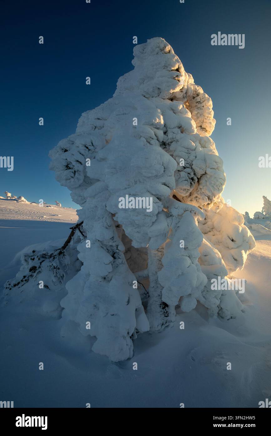 Arbre enneigé dans un paysage hivernal nordique au coucher du soleil Banque D'Images