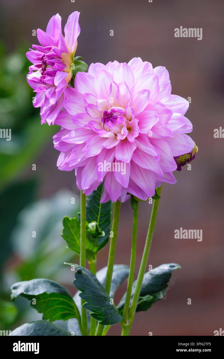 Dahlia Blue Wish, dahlia nénuphar, les fleurs ont des pétales blancs à pointe violette Banque D'Images
