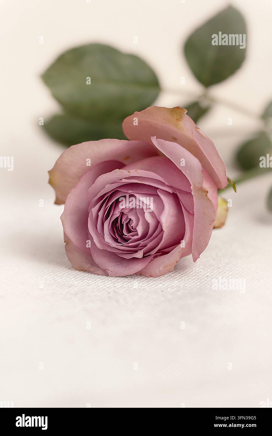 Rose rose sur tissu blanc Banque D'Images