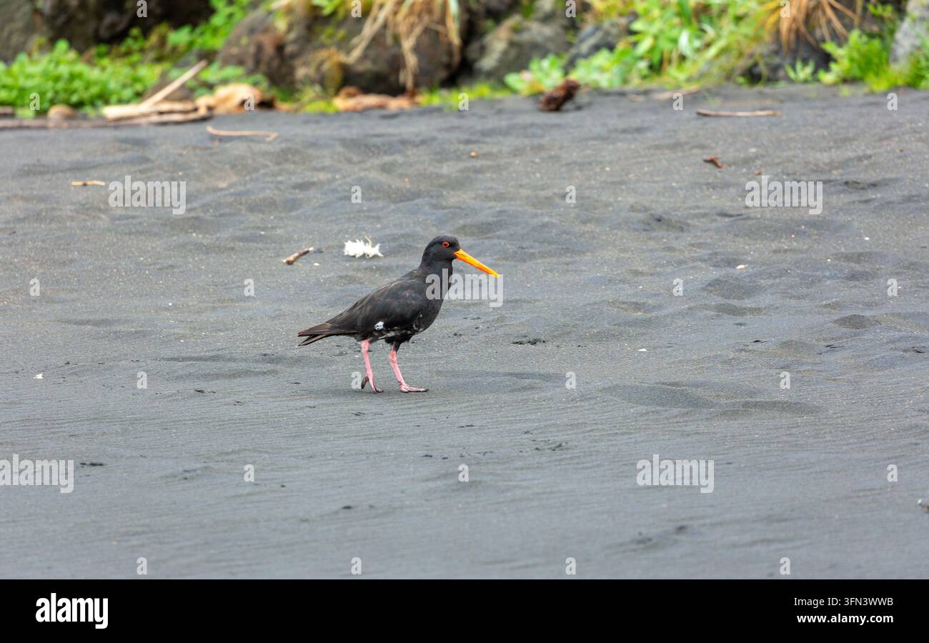 Le huîtrier noir (Haematopus bachmani) South Taranaki, North Island, Nouvelle-Zélande Banque D'Images