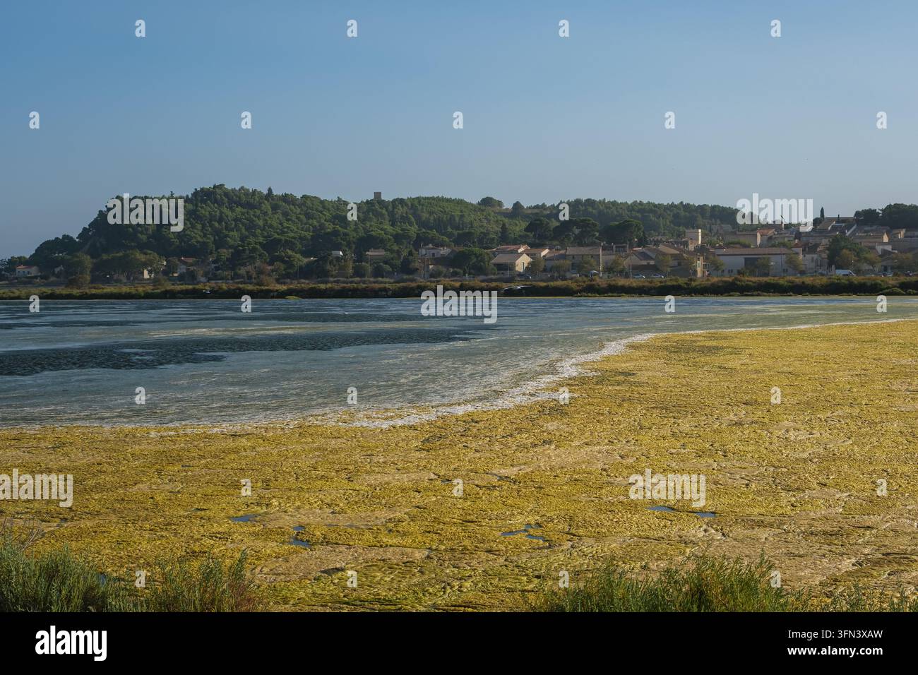 Heure dorée aux Salines avec une magnifique nappe d'algues dans l'eau peu profonde. Peyriac-de-Mer au loin. Occitanie inconnue, France. Banque D'Images