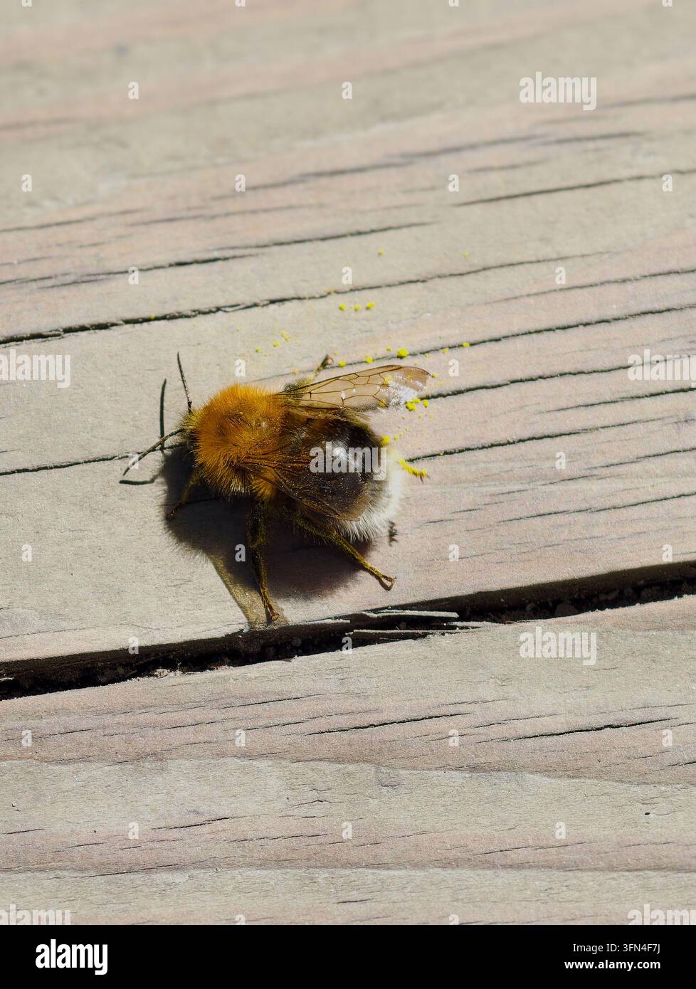 Abeille couvreuse commune (Bombus pascuorum) avec un thorax gingembre et un abdomen sombre et clair, recouverte de pollen jaune, sur des planches de bois. Banque D'Images