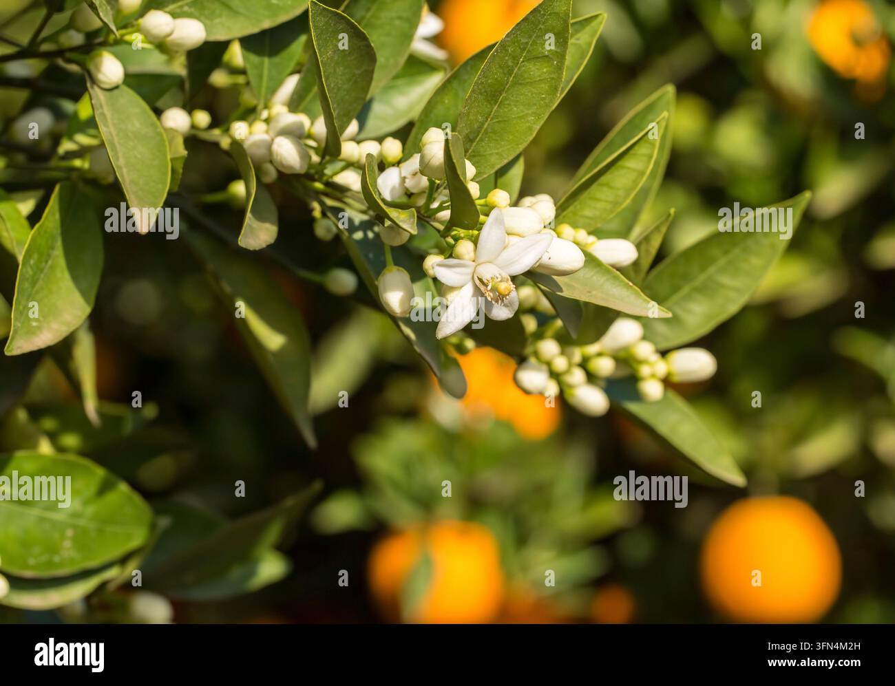 Des oranges mûres pendues à un arbre d'oranger en fleurs Banque D'Images