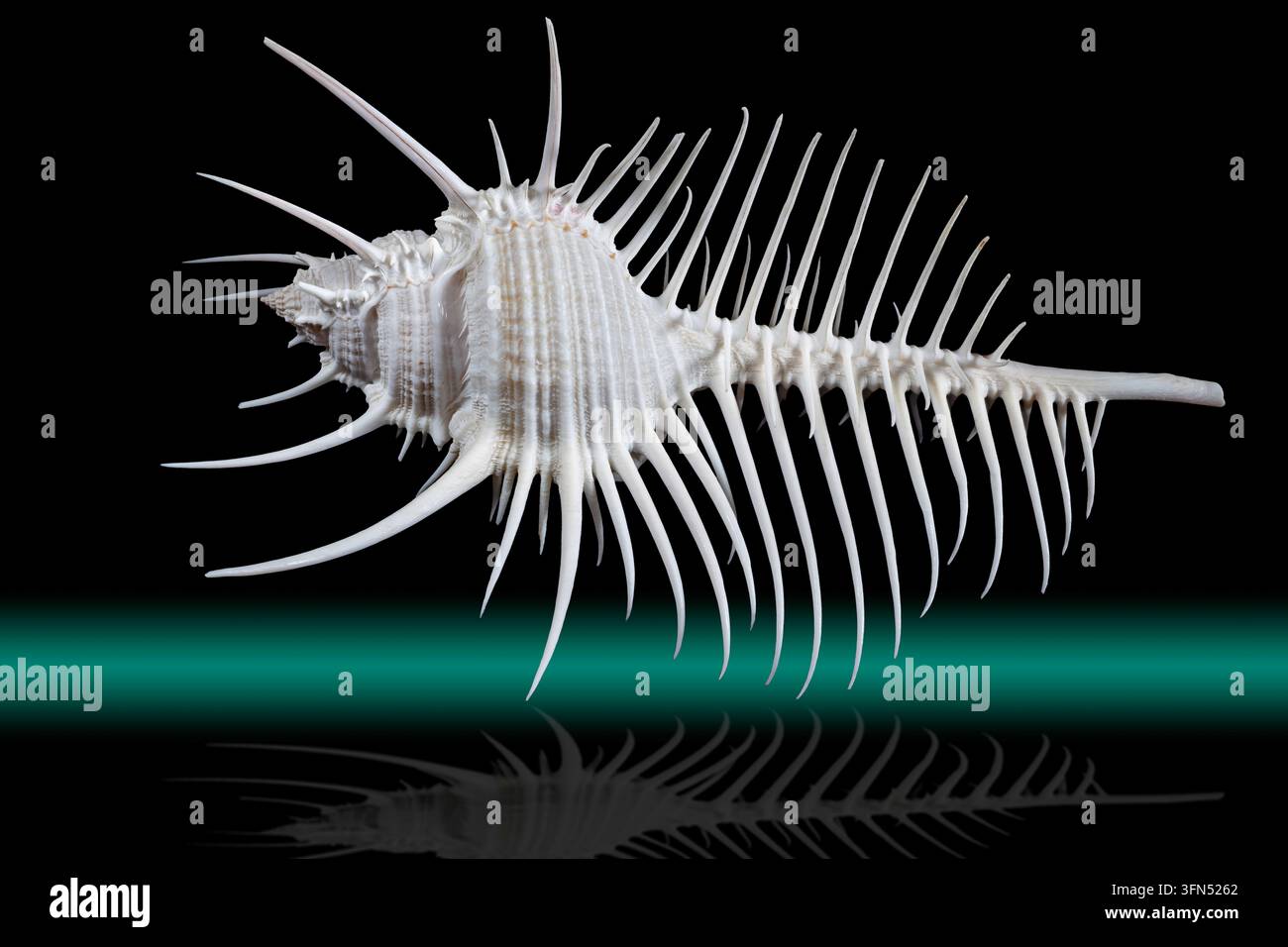 Le Murex pecten, communément appelé Murex à peigne de Vénus, est un gastéropode marin prédateur de la famille des Muricidae. Banque D'Images