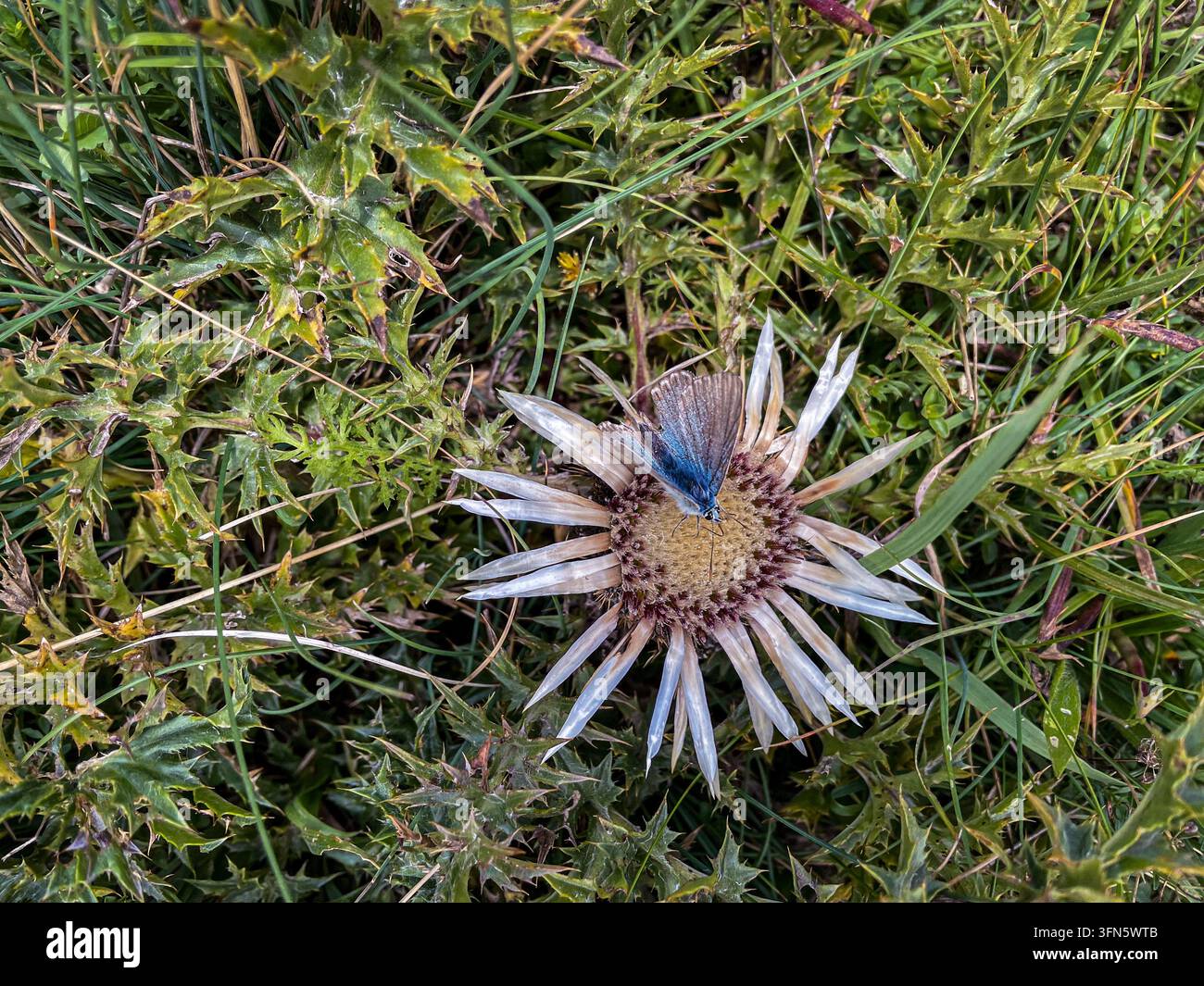 Macro rapprochée d’un petit papillon bleu commun posé sur le disque central d’une fleur de carline sans tige, entouré de feuilles vertes épineuses et pointues Banque D'Images