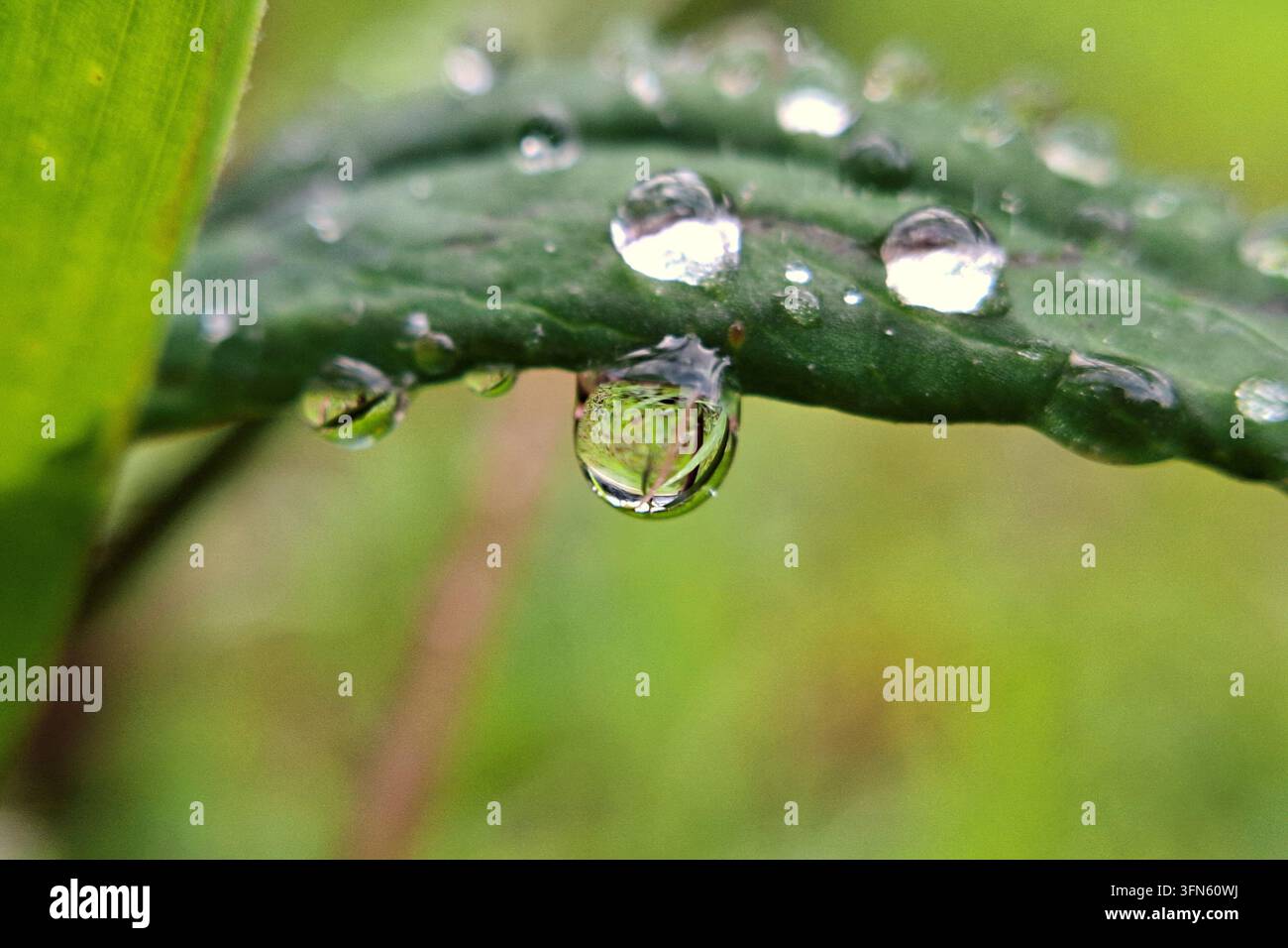 Photographie macro détaillée de gouttes de rosée matinale claires sur le bord d'une feuille verte, mettant en valeur une belle réflexion de gouttelettes d'eau dans un arrière-plan flou Banque D'Images