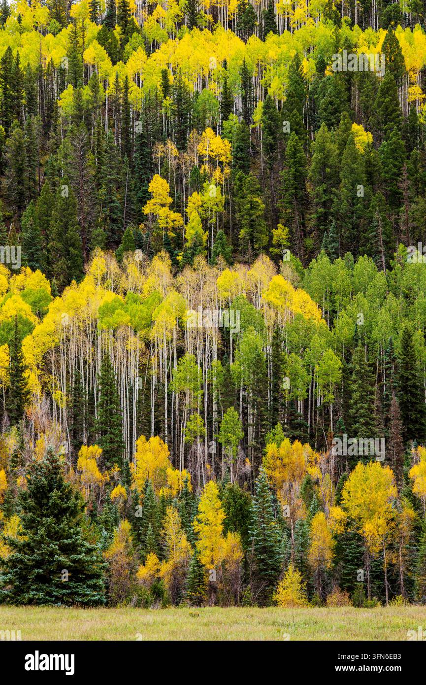 Feuillage automnal coloré magnifique ; Rocky Mountains ; San Juan National Forest ; Colorado ; Montagnes des États-Unis ; Million Dollar Highway ; Colorado ; États-Unis Banque D'Images