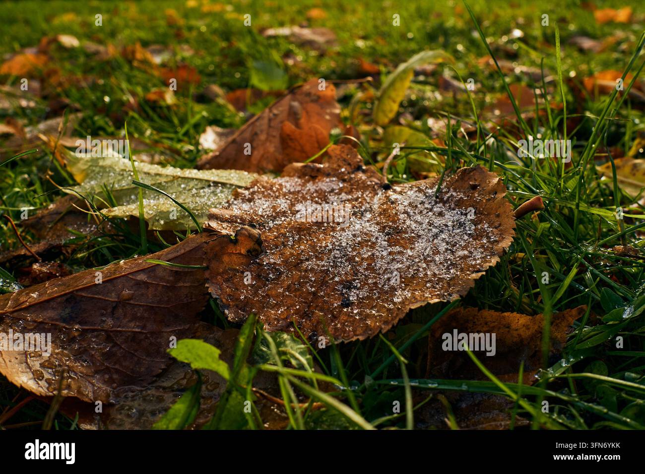 Photographie macro en gros plan montrant une feuille brune tombée avec des cristaux de givre blancs se formant à sa surface parmi les tiges d'herbe verte au petit matin d'automne Banque D'Images