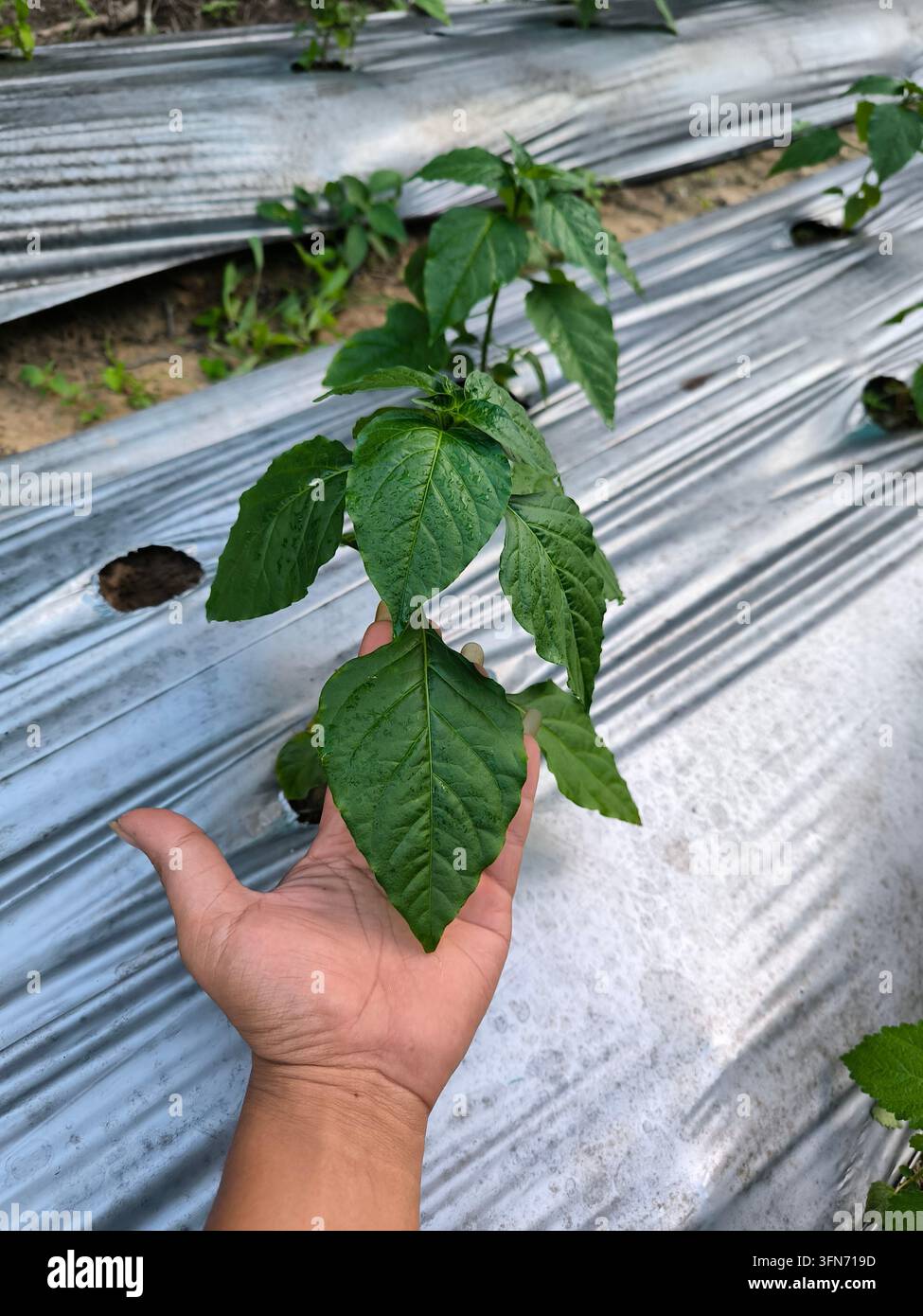 Un agriculteur inspectant une jeune plante de piment saine (variété Rocket) poussant sur un paillis plastique dans un champ agricole, Kalimantan central, Indonésie. Banque D'Images