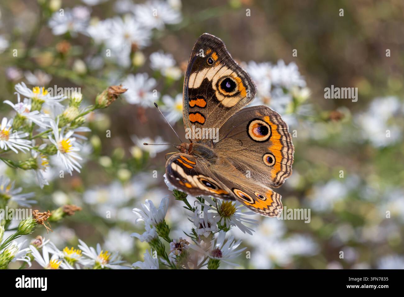 Papillon œil de paon commun (Junonia coenia) sur des fleurs d’aster dans un champ du comté de Lee, Iowa. Banque D'Images