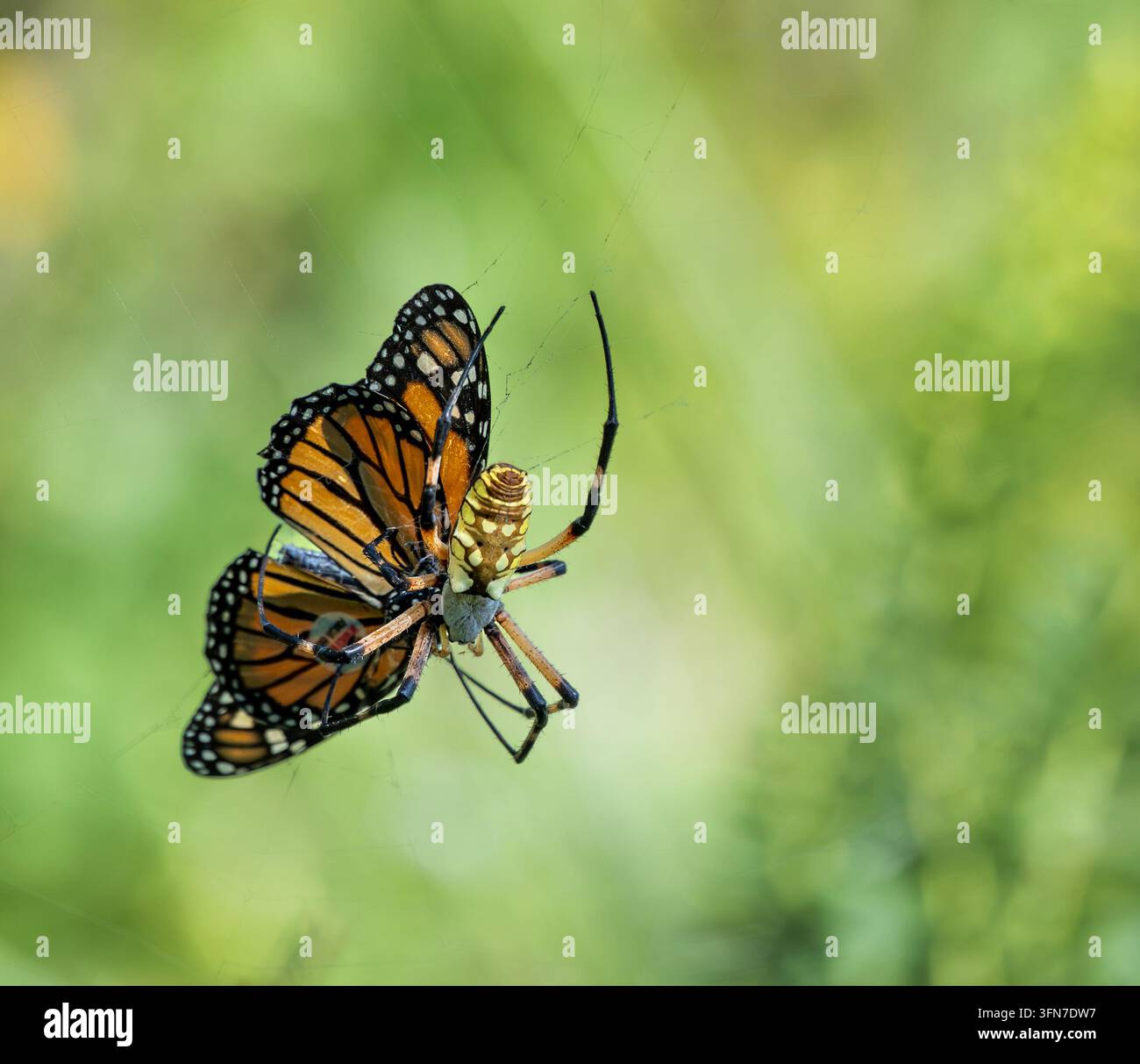 Araignée jaune du jardin (Argiope aurantia) avec un papillon Monarque pris dans sa toile. Fond vert naturel. Espace de copie. Banque D'Images