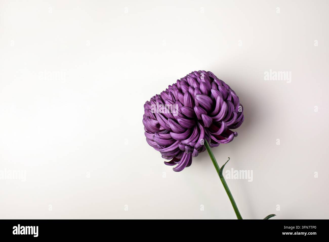 Chrysanthème violet sur fond clair, vue de dessus, espace de copie Banque D'Images