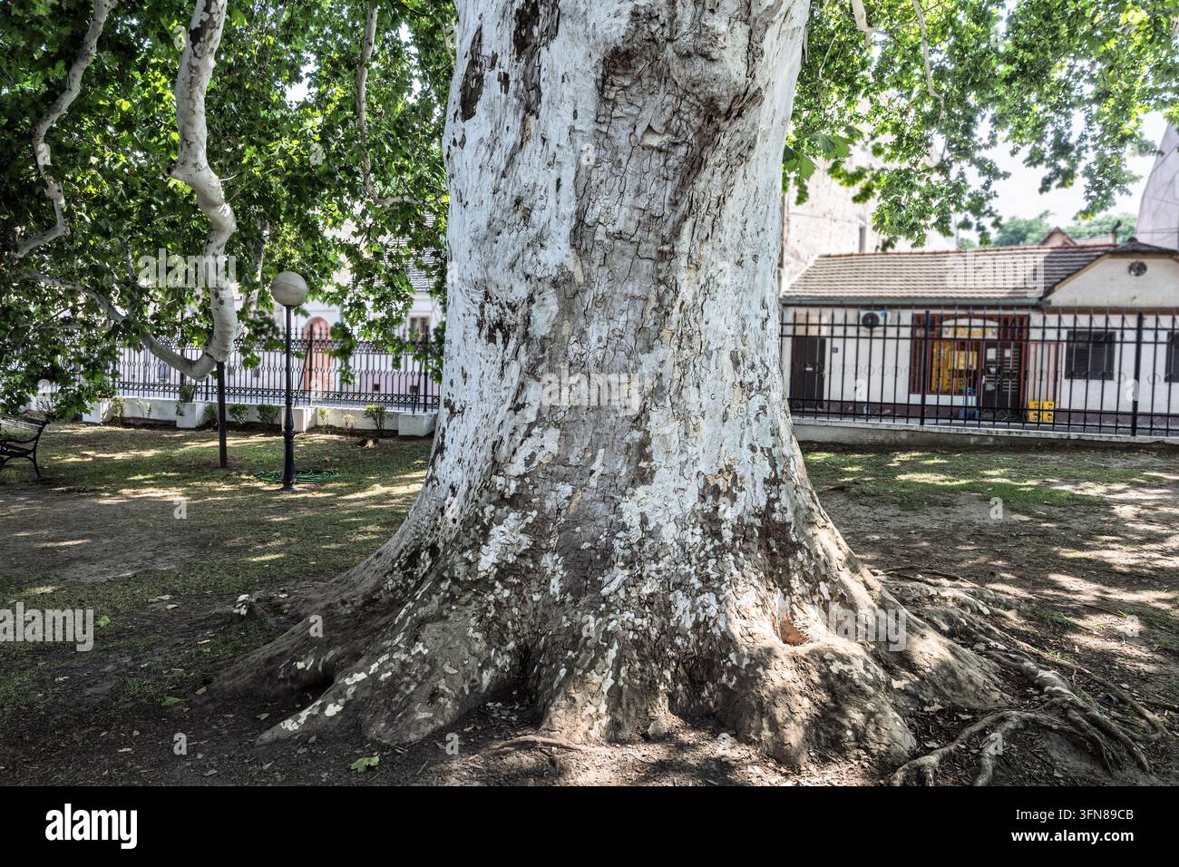 Platanier de 300 ans, Platanus acerifolia, offrant de l'ombre, souvent étiqueté à tort comme platane, rue Mitropolita Stratimirovica, Sremski Karlovci, Vojv Banque D'Images