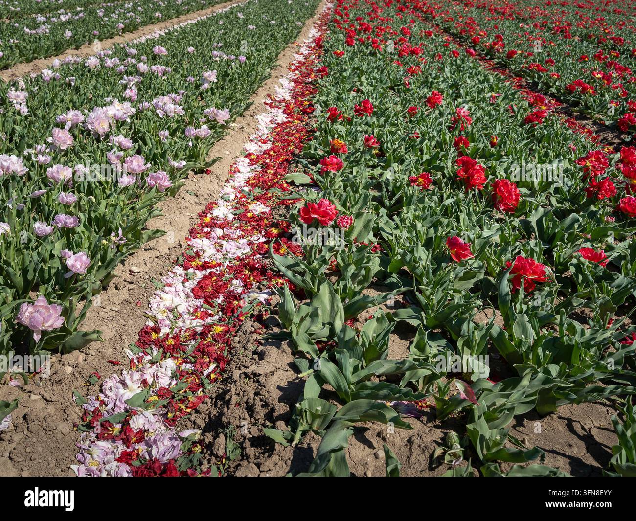 Des rangées de tulipes éclatantes fleurissant à travers la campagne près de Jonquieres en Provence, France, au printemps Banque D'Images
