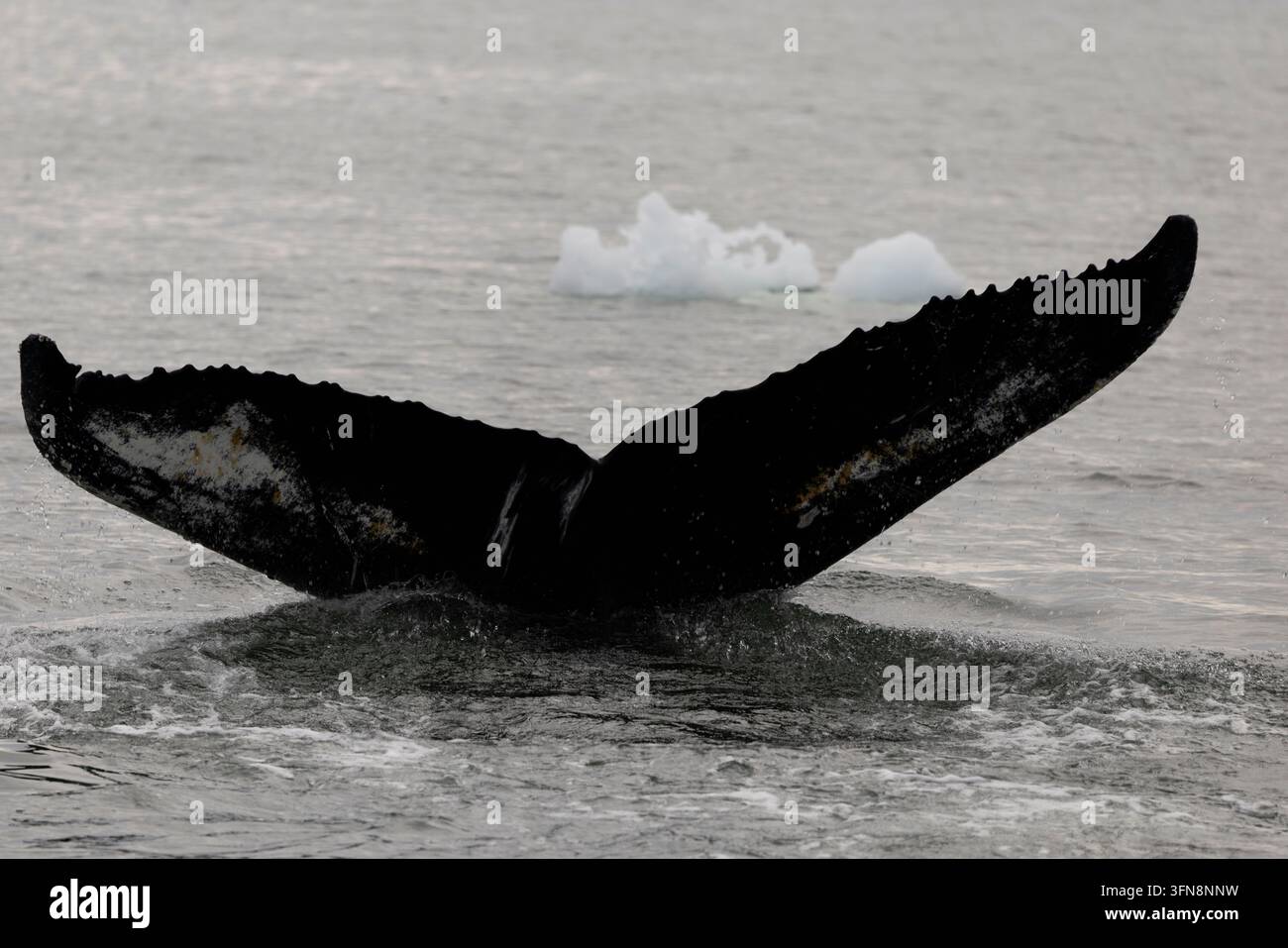 Baleine à bosse à la surface avant une plongée profonde dans l'océan Banque D'Images