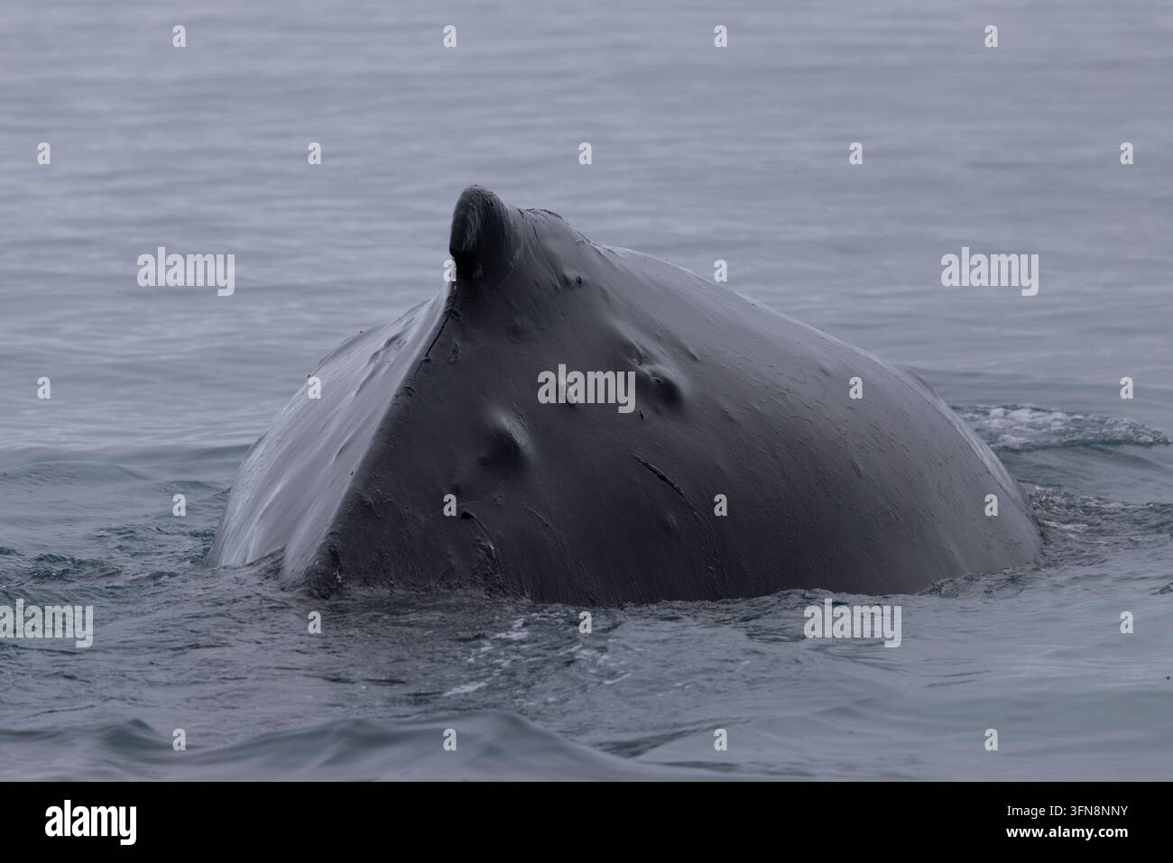 Ailette dorsale d'une baleine à bosse émergeant de la surface de l'océan Banque D'Images