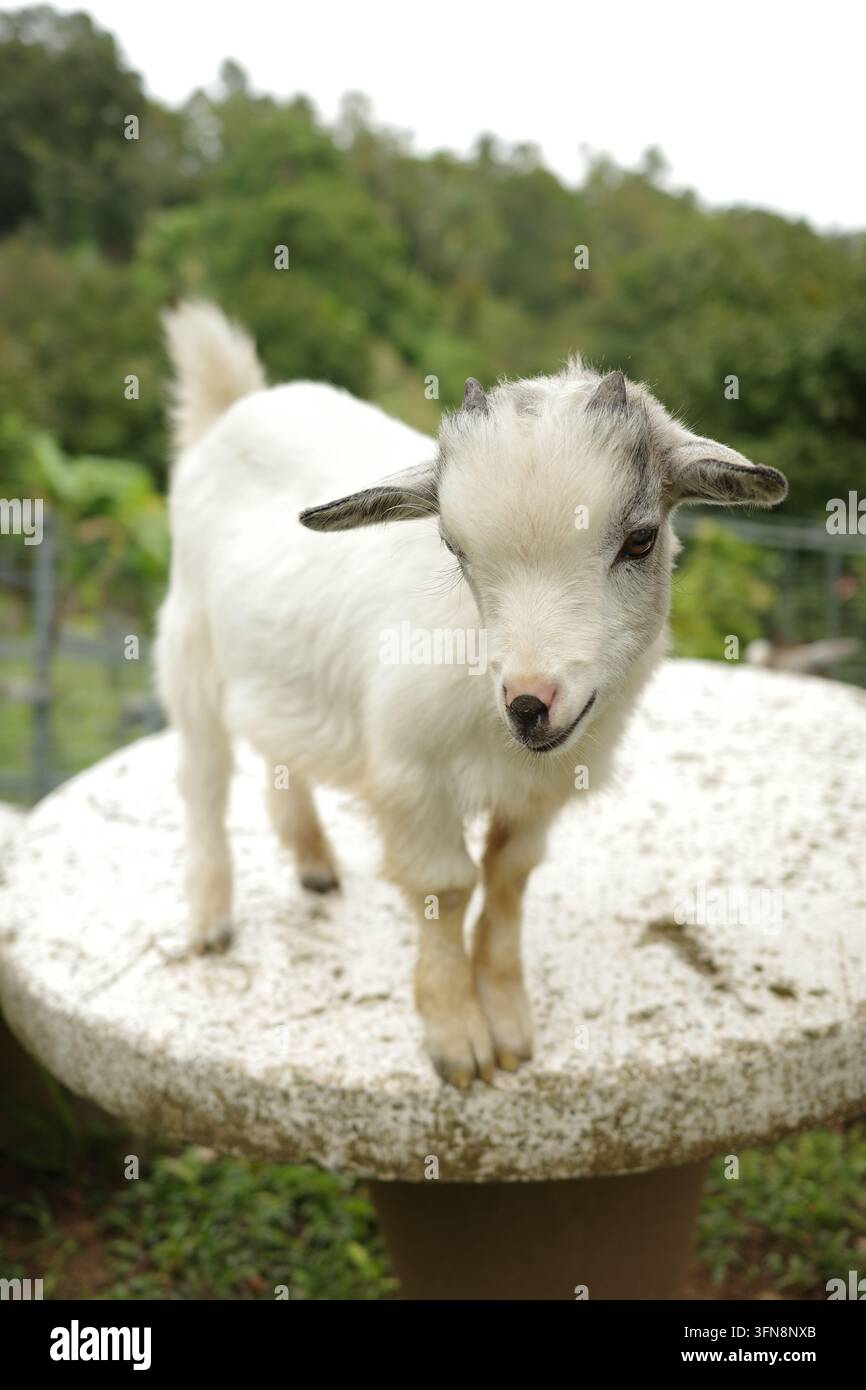 Une jeune chèvre blanche debout sur un tabouret en pierre en plein air Banque D'Images