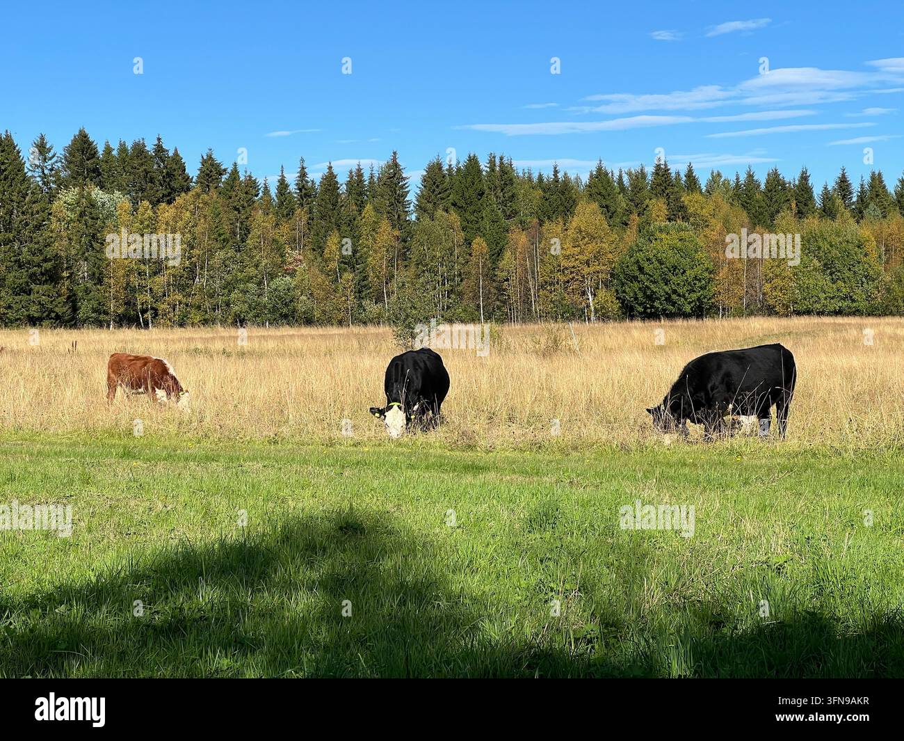 Vaches pâturant dans un pré de la campagne suédoise Banque D'Images