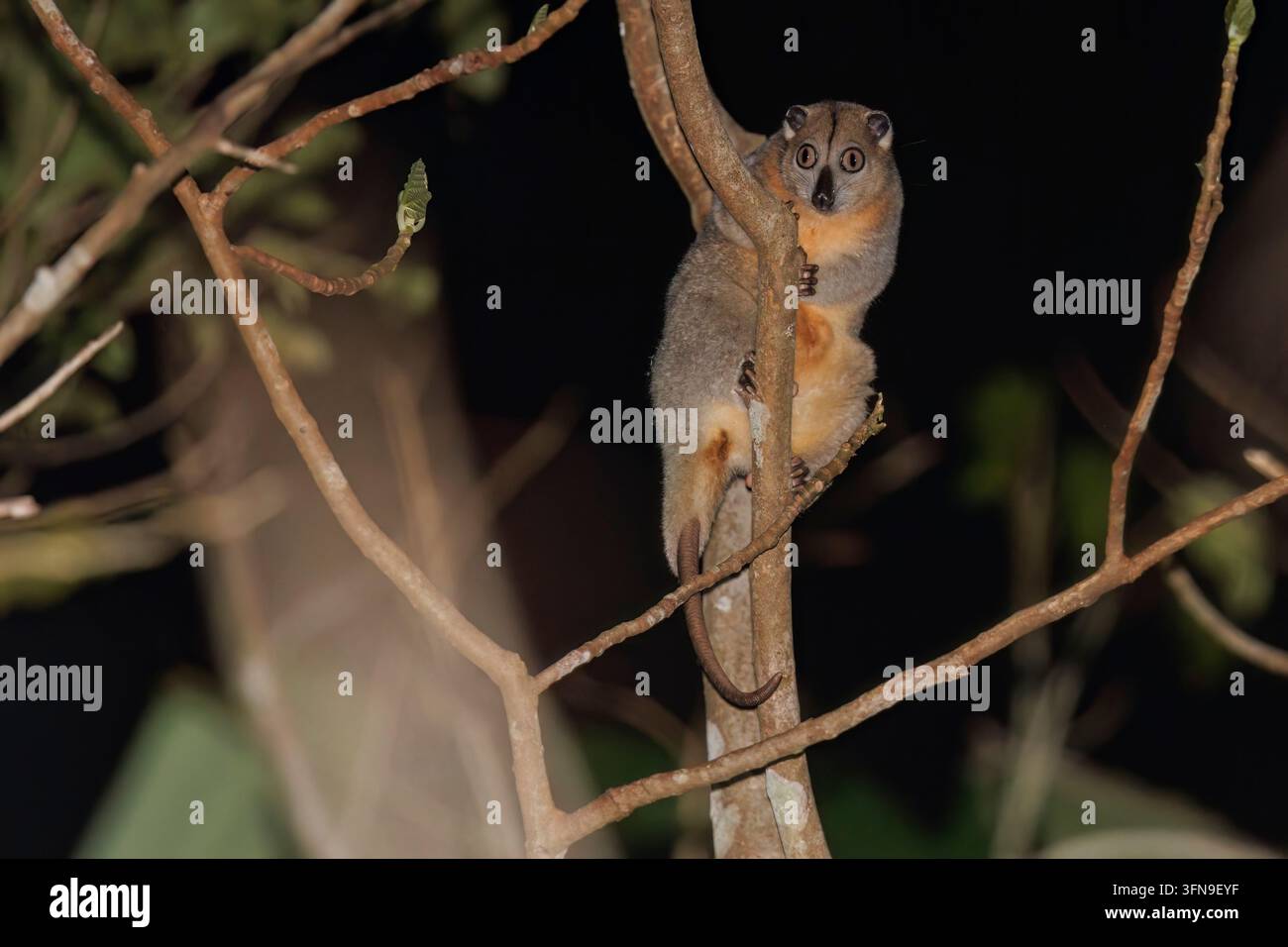 Cuscus des Moluques, Tn Aketajawe Lolobata, Halmahera, Moluques du Nord, Indonésie, septembre 2023 Banque D'Images