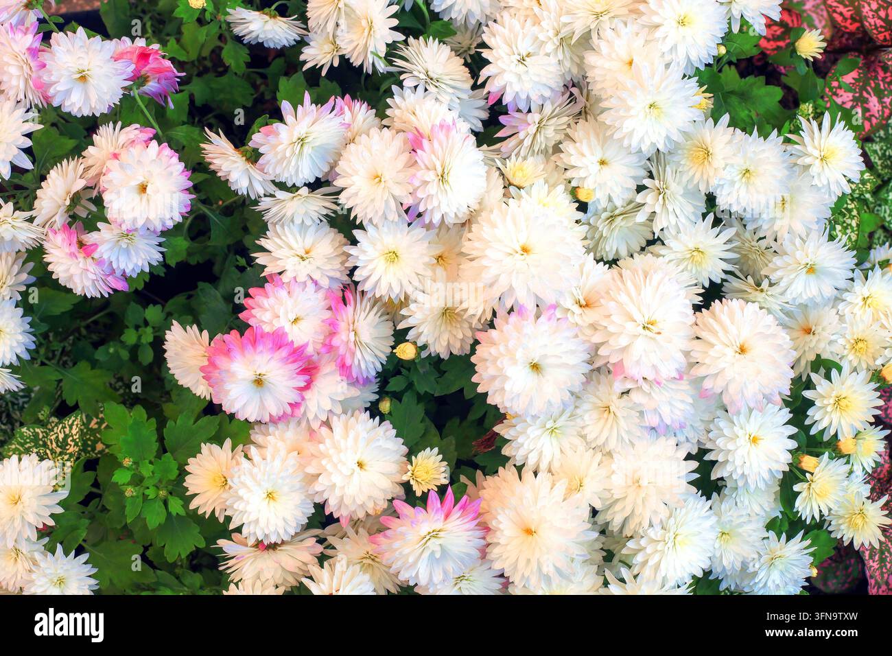 Chrysanthèmes araignées blancs et roses, vue de dessus. Fleurs mélangées de mûrs araignées blancs et roses avec de longues pétales poussant dans le jardin ornemental d'automne Banque D'Images