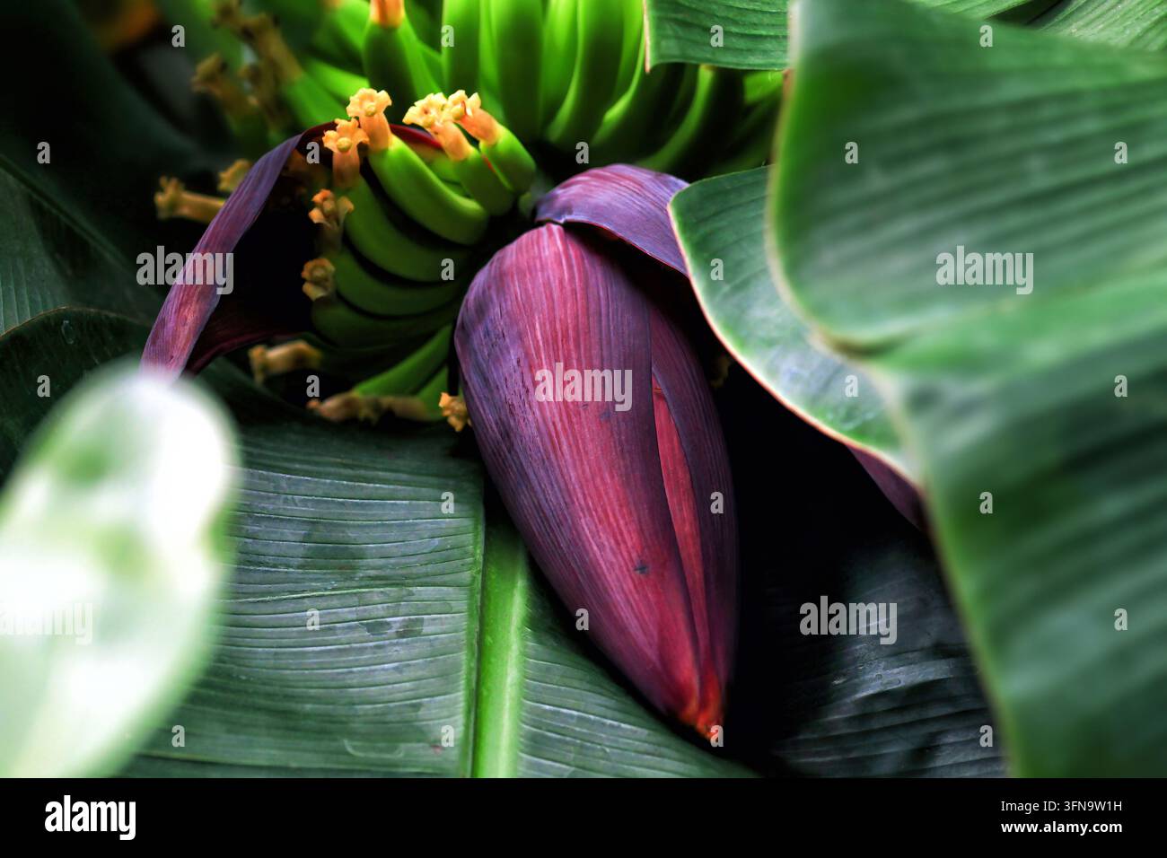 Grosse inflorescence bananière rougeâtre violette (Musa) poussant dans la forêt tropicale. Grandes fleurs de bananes non épanouies de couleur bordeaux poussant sur la plantation. Bract prot Banque D'Images