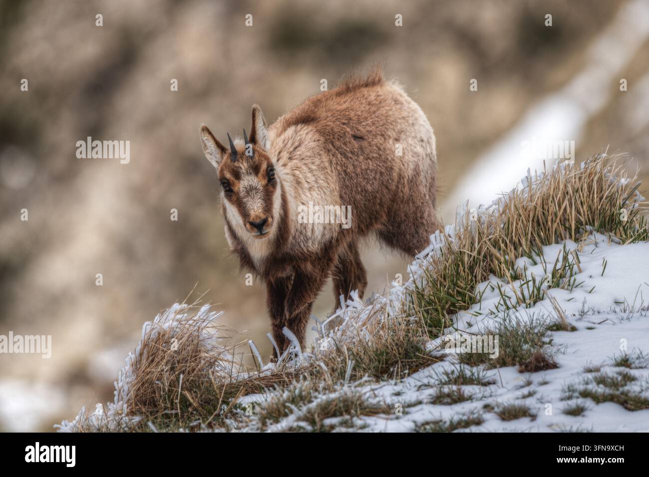 Vue d'une chèvre de montagne debout sur une pente enneigée avec de l'herbe givrée à Frontignano, Marches, Italie. Banque D'Images