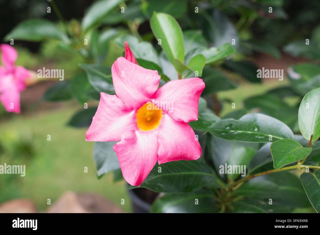 ATLANTA, GEORGIE. AOÛT 2026. Une magnifique fleur rose en fleurs dans un jardin verdoyant, avec un gros plan sur les pétales de la fleur. Banque D'Images