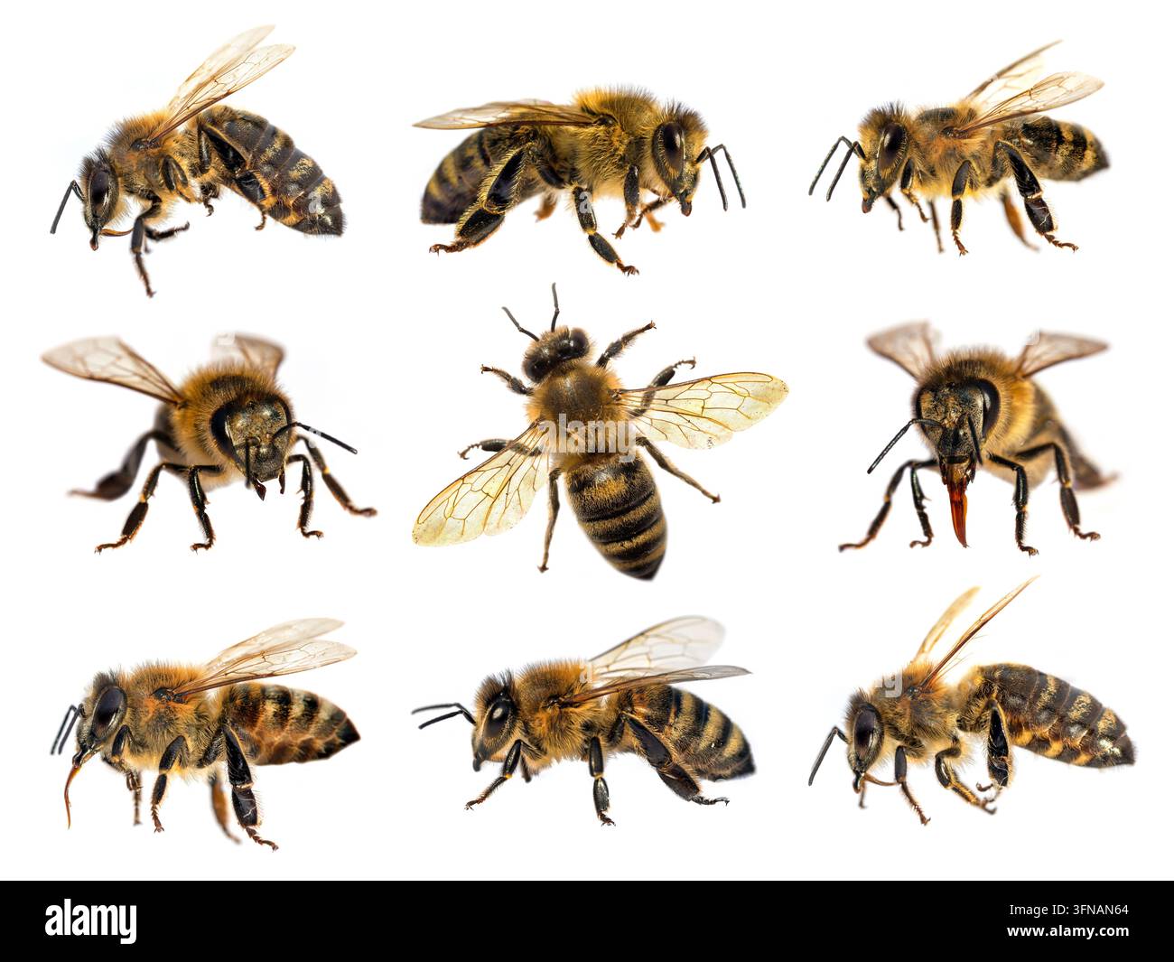 huit abeilles ou abeilles mellifères disposées en croix, abeille ou abeille mellifère en latin Apis Mellifera, abeilles européennes ou occidentales isolées sur fond blanc Banque D'Images