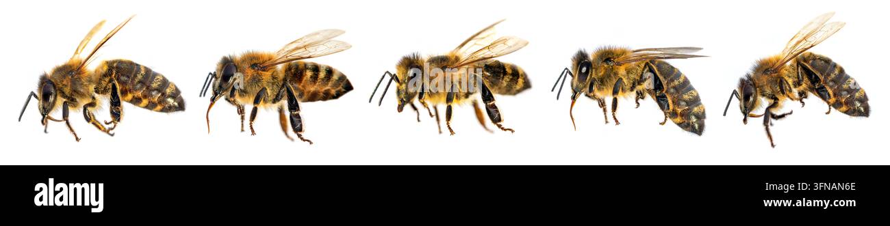 cinq abeilles ou abeilles mellifères disposées en croix, abeille ou abeille mellifère en latin Apis Mellifera, abeilles mellifères européennes ou occidentales isolées sur fond blanc Banque D'Images