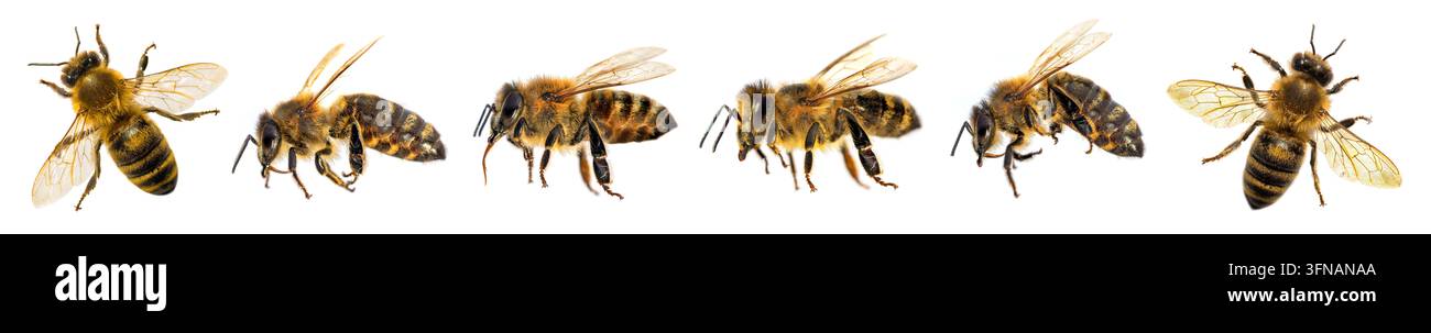 six abeilles ou abeilles mellifères disposées en croix, abeille ou abeille mellifère en latin Apis Mellifera, abeilles européennes ou occidentales isolées sur fond blanc Banque D'Images