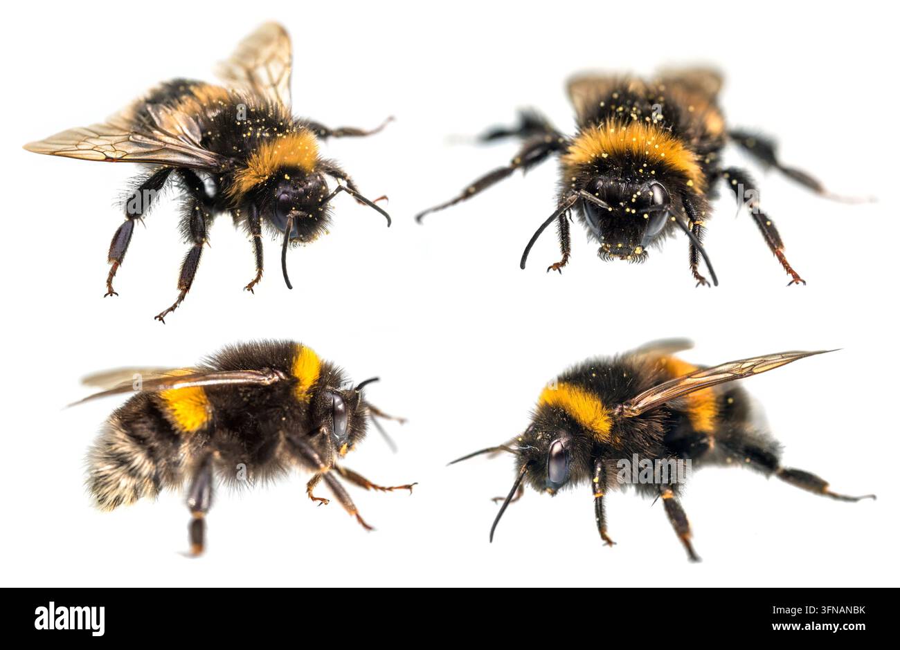 Quatre bourdons, Bombus terrestris, le bourdon à queue de chamois ou le gros bourdon de terre, isolés sur le fond blanc Banque D'Images