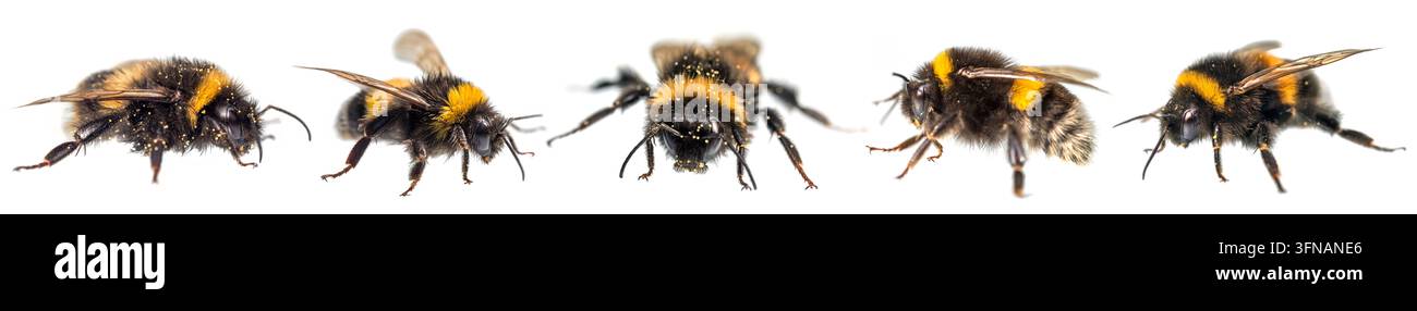 cinq bourdons, Bombus terrestris, le bourdon à queue blanche ou grand bourdon terrestre, isolé sur fond blanc Banque D'Images