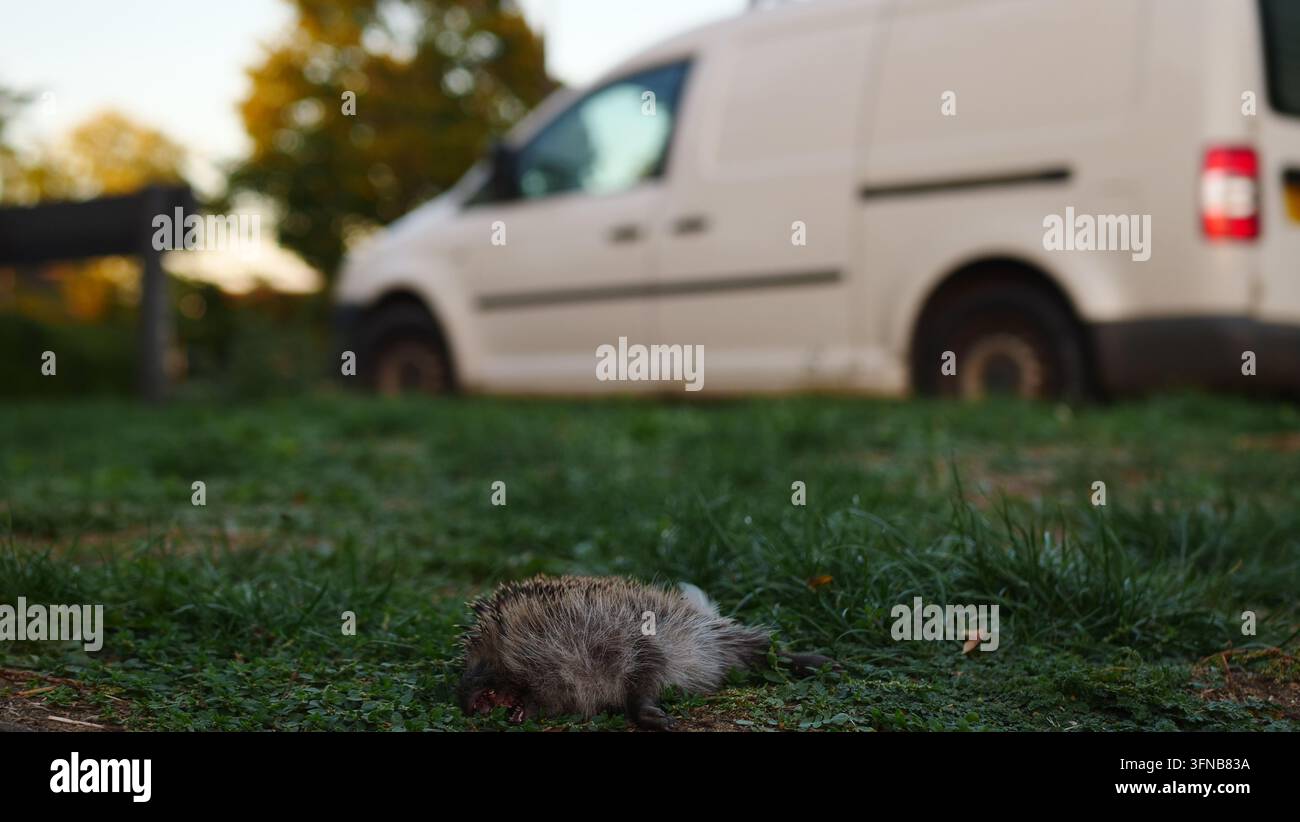 Un hérisson mort gît sur un accotement après avoir été percuté par une voiture Banque D'Images