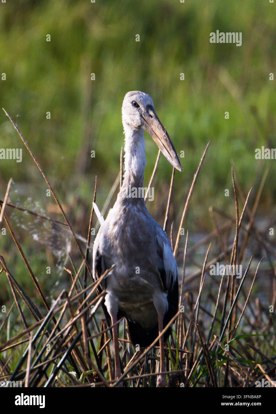 Cigogne à bec ouvert asiatique debout parmi les herbes sèches d'un lac à la lumière du matin. Banque D'Images