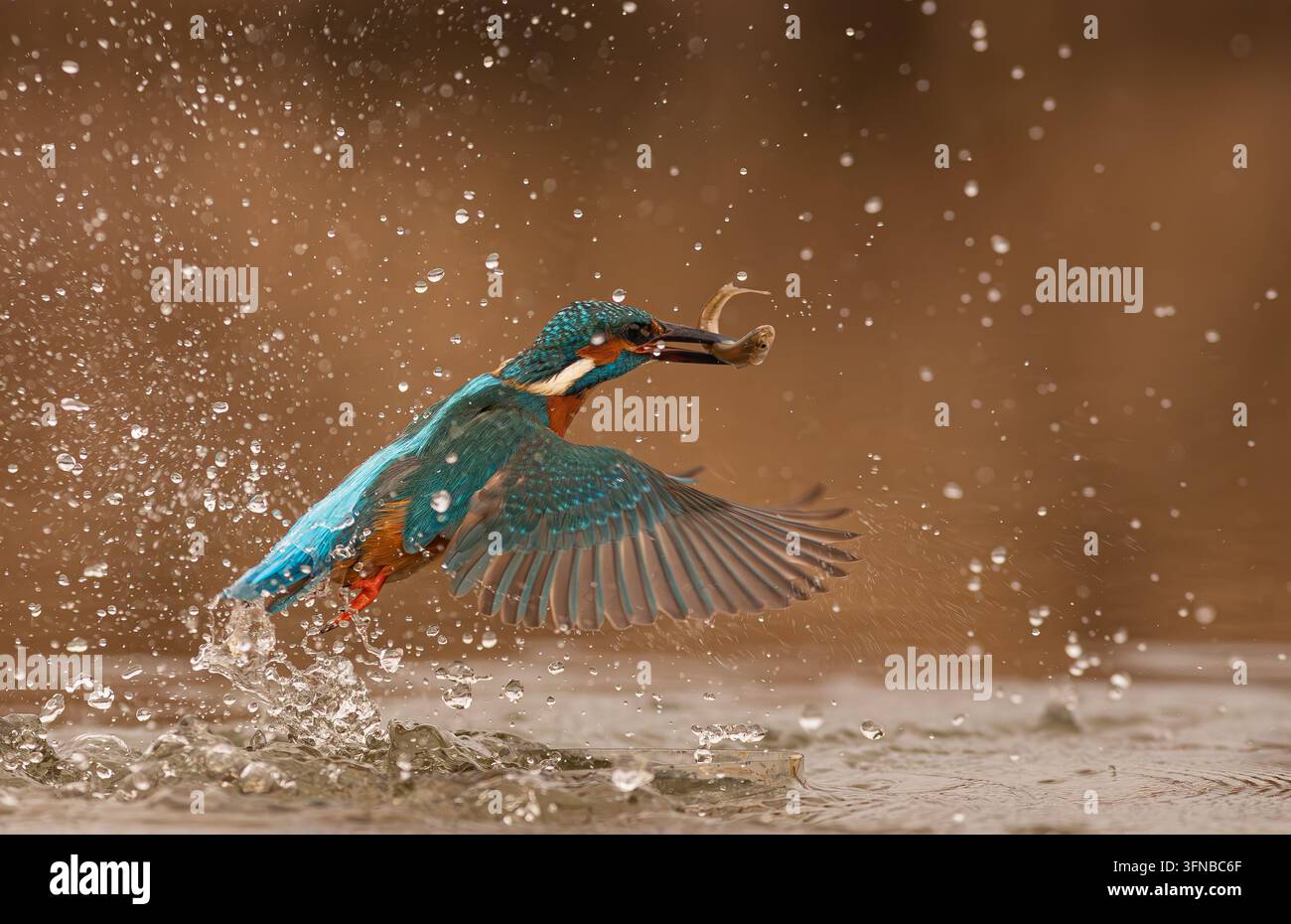 Moment dramatique d'un martin-pêcheur commun explosant hors de l'eau avec sa proie poisson. Banque D'Images
