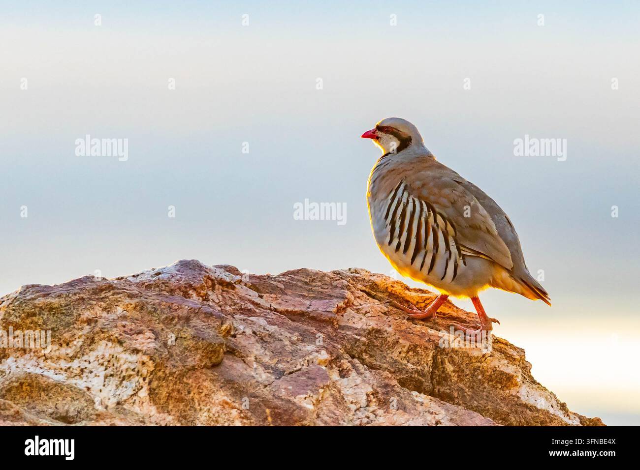 Le faisan chukar se tient au sommet d'un affleurement rocheux baigné de soleil surplombant le Grand Lac Salé sur Antelope Island dans l'Utah Banque D'Images