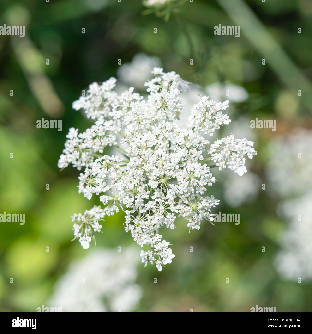 Délicates fleurs blanches de persil formant une ombelle Banque D'Images
