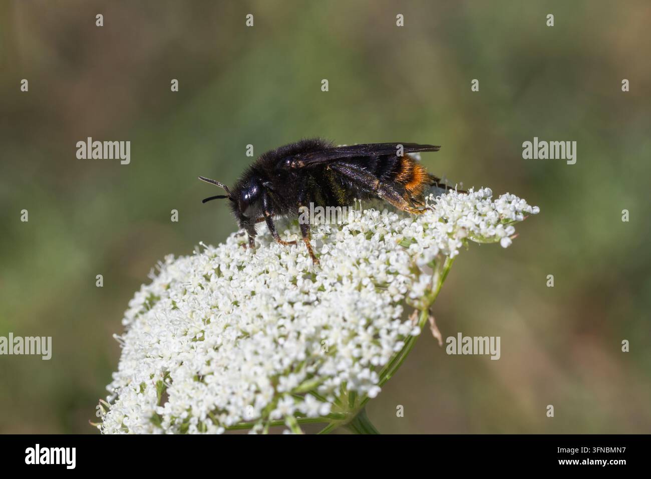 Bourdon coucou noir (Bombus rupestris) reposant sur une plante à fleurs blanches, montrant un corps sombre et des marques rouge-orange sur un fond vert flou Banque D'Images