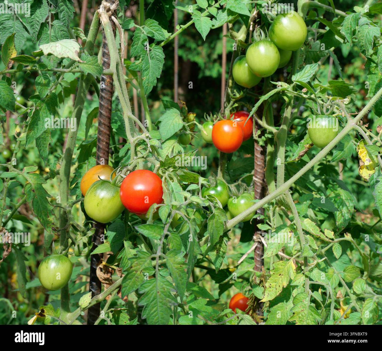 Le mûrissement des tomates sur la vigne Banque D'Images