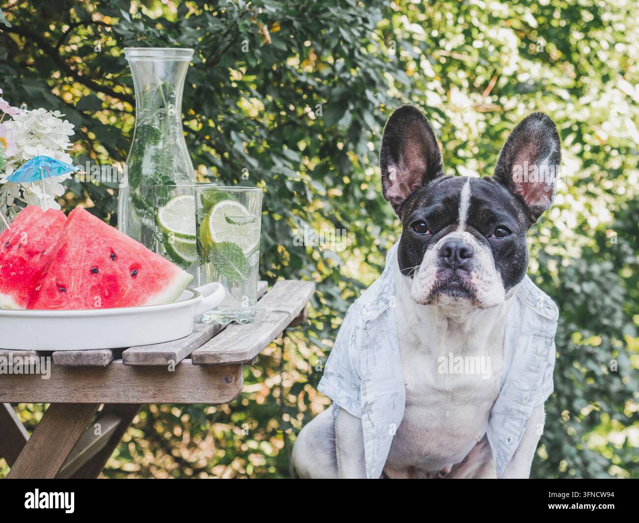 Bouledogue français charmant portant une chemise hawaïenne vive Banque D'Images