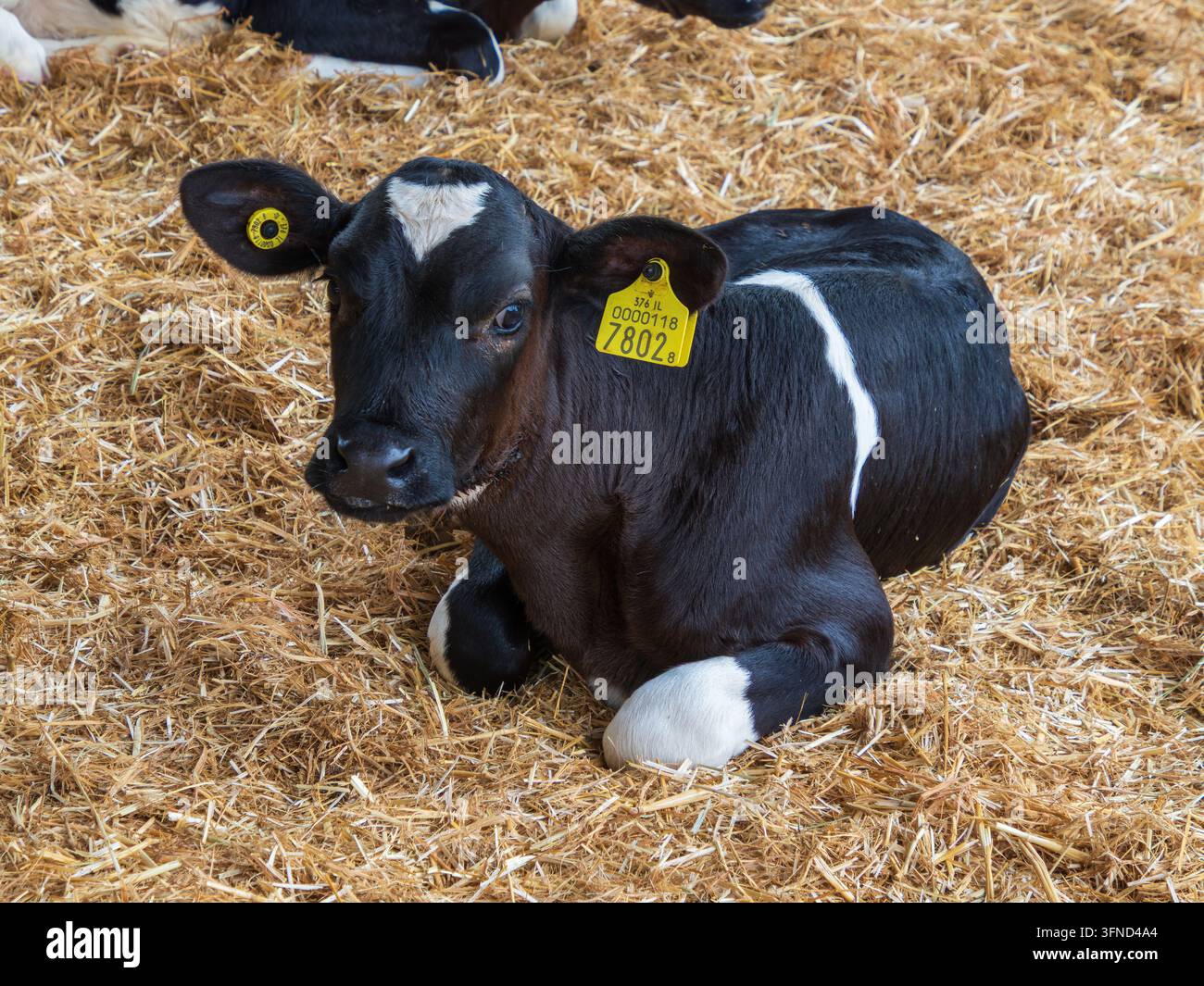Jeune veau Holstein noir et blanc avec des étiquettes d'identification jaunes dans les oreilles, reposant dans un enclos à la ferme laitière du Kibboutz Yizre'el, vallée de Jezreel, Israël Banque D'Images