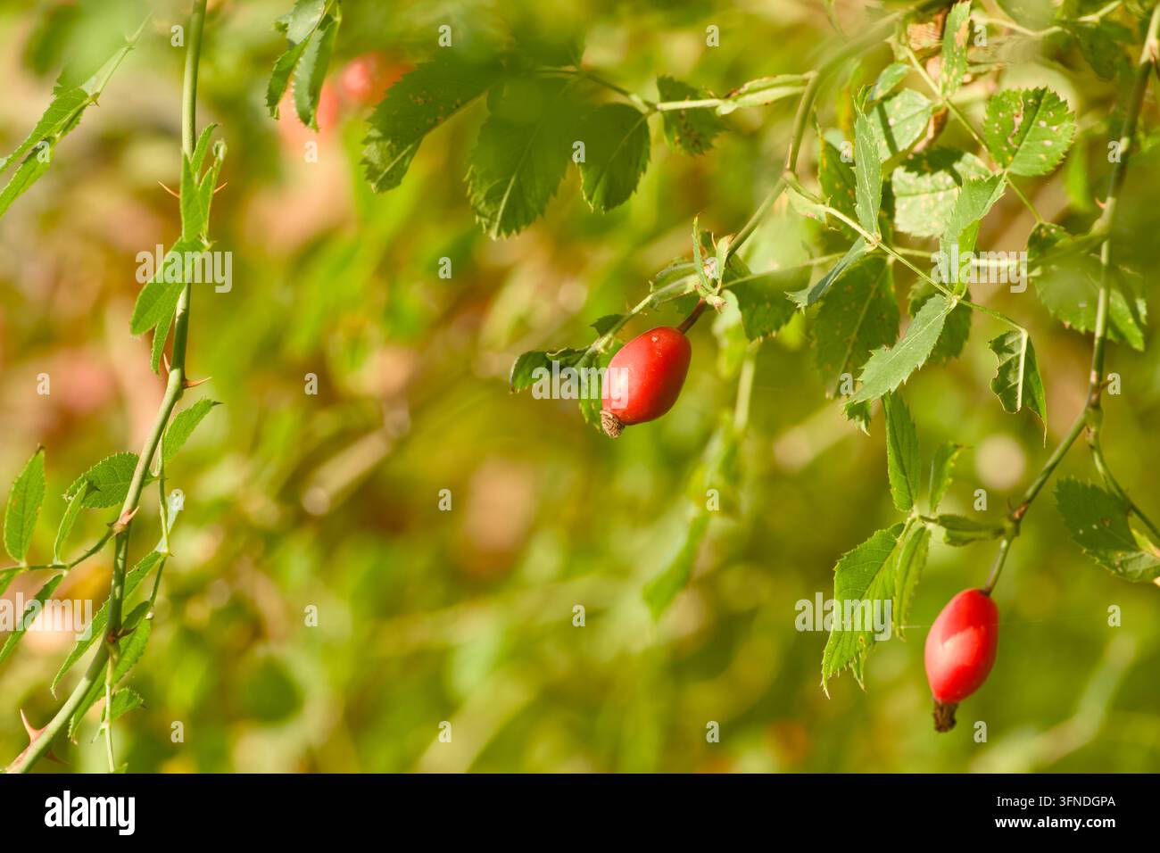 Ronce rouge vif suspendue aux tiges feuillues de rose sauvage, illuminée par une lumière chaude sur un fond vert doucement flou. Banque D'Images