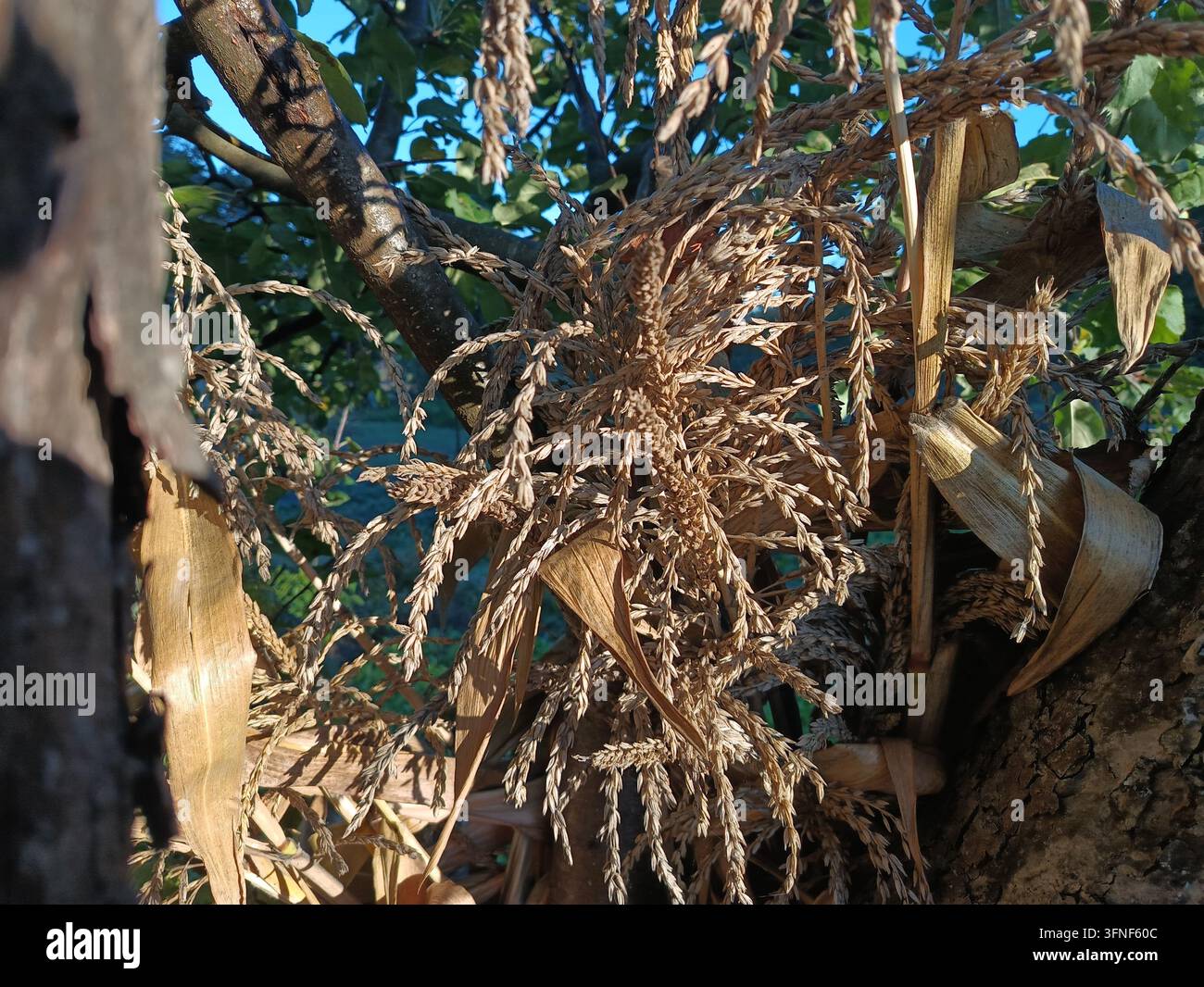 Plantes de maïs sèches et têtes de graines matures dans un jardin d'automne rustique Banque D'Images