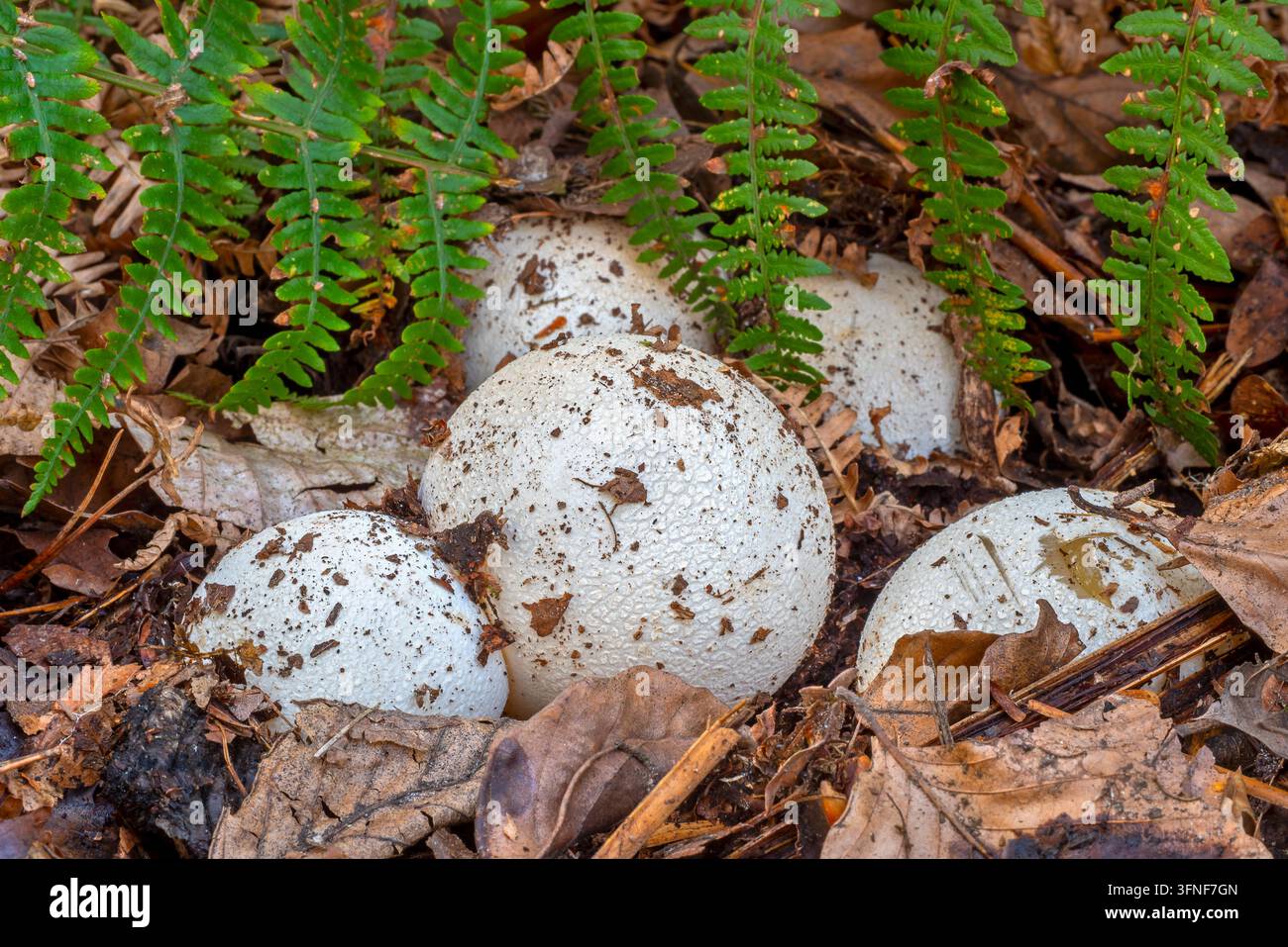 Œufs de sorcière / œuf de sorcière, corps fructifères immatures en forme d’œuf du phalle impudique (Phallus impudicus) émergeant sur le sol de la forêt en automne Banque D'Images