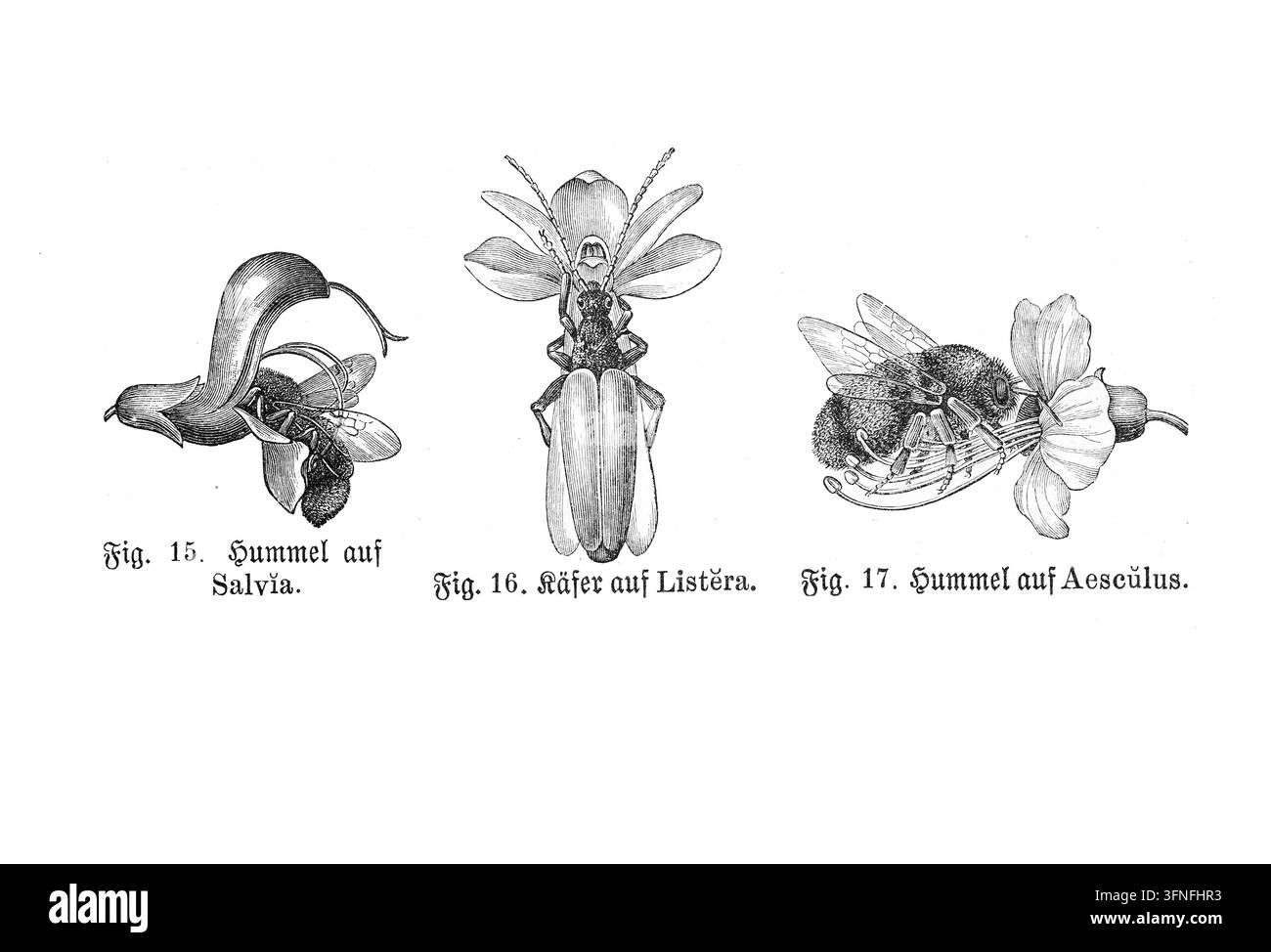 Abeilles et coléoptères sur les fleurs : Représentations détaillées d'insectes pollinisant les plantes de Salvia, Listera et Aesculus, illustration scientifique, XIXe siècle. Banque D'Images