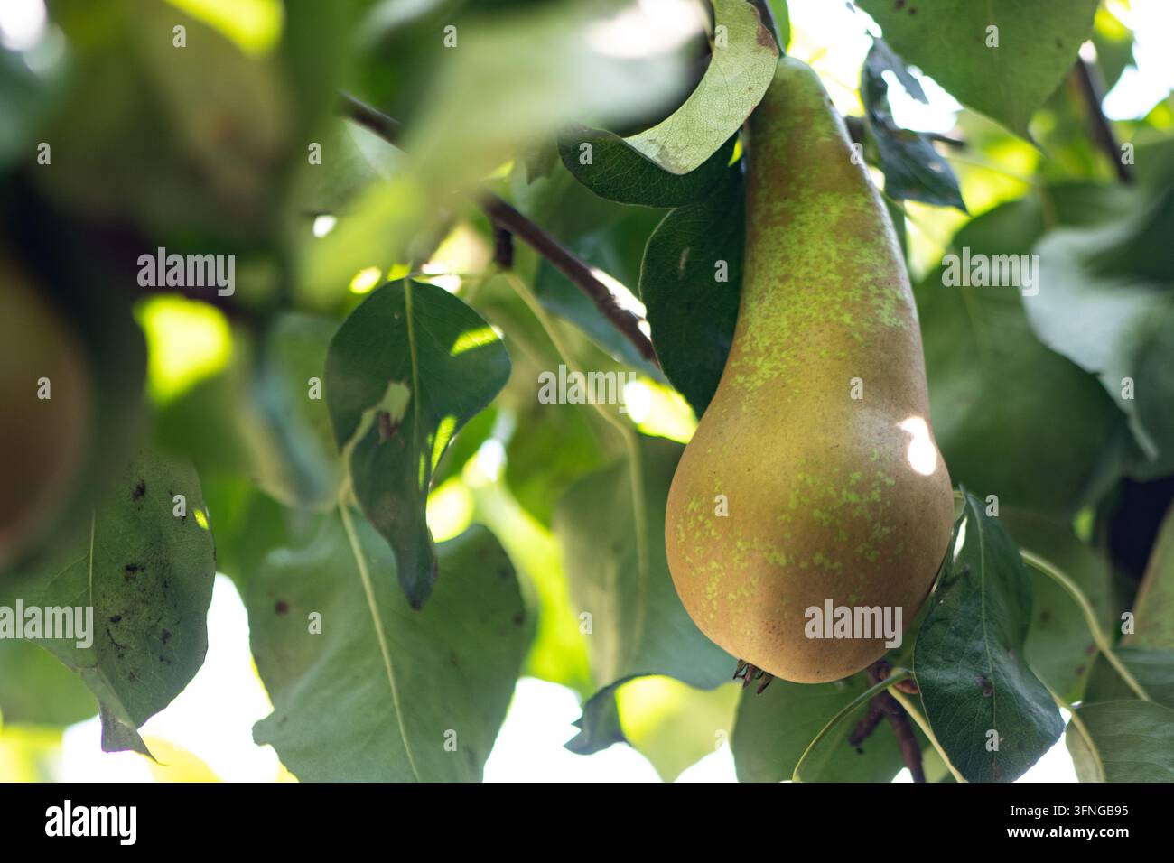 Une poire fraîche verte et brun-jaunâtre mûrissant naturellement sur une branche dans un verger en plein air Banque D'Images